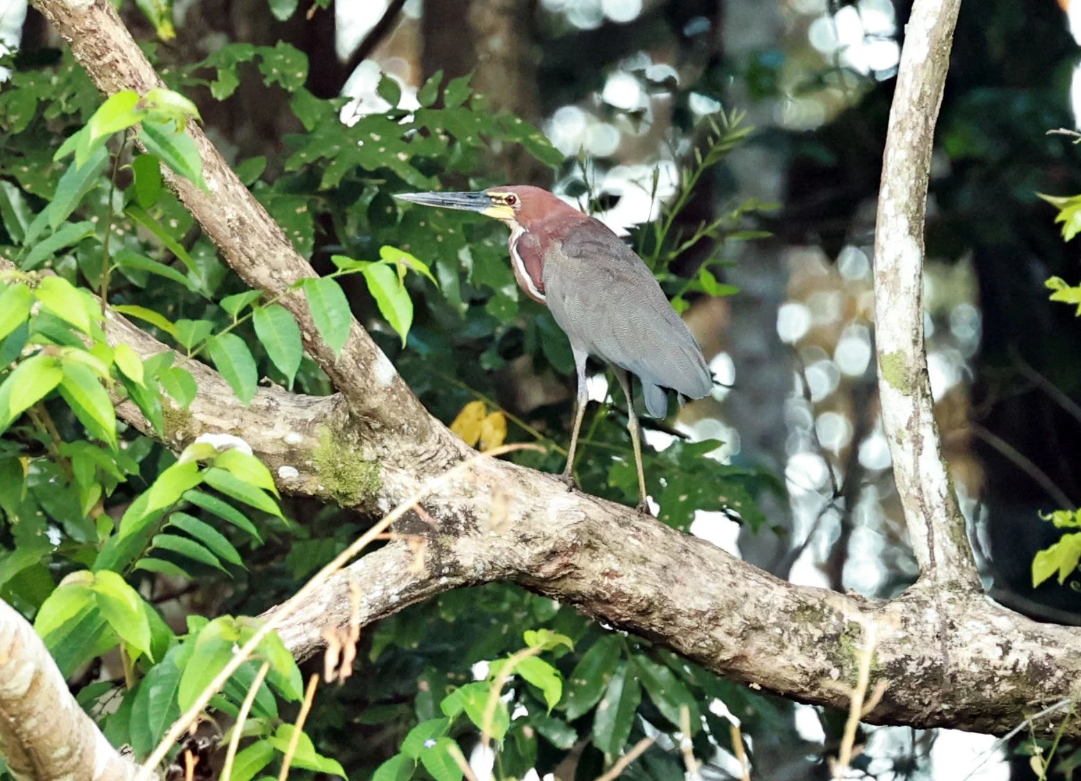 Heron - Rufescent Tiger Heron - Tigrisoma lineatum - Ariau River & Rio Negro Region Southwest of Manaus (7).jpg