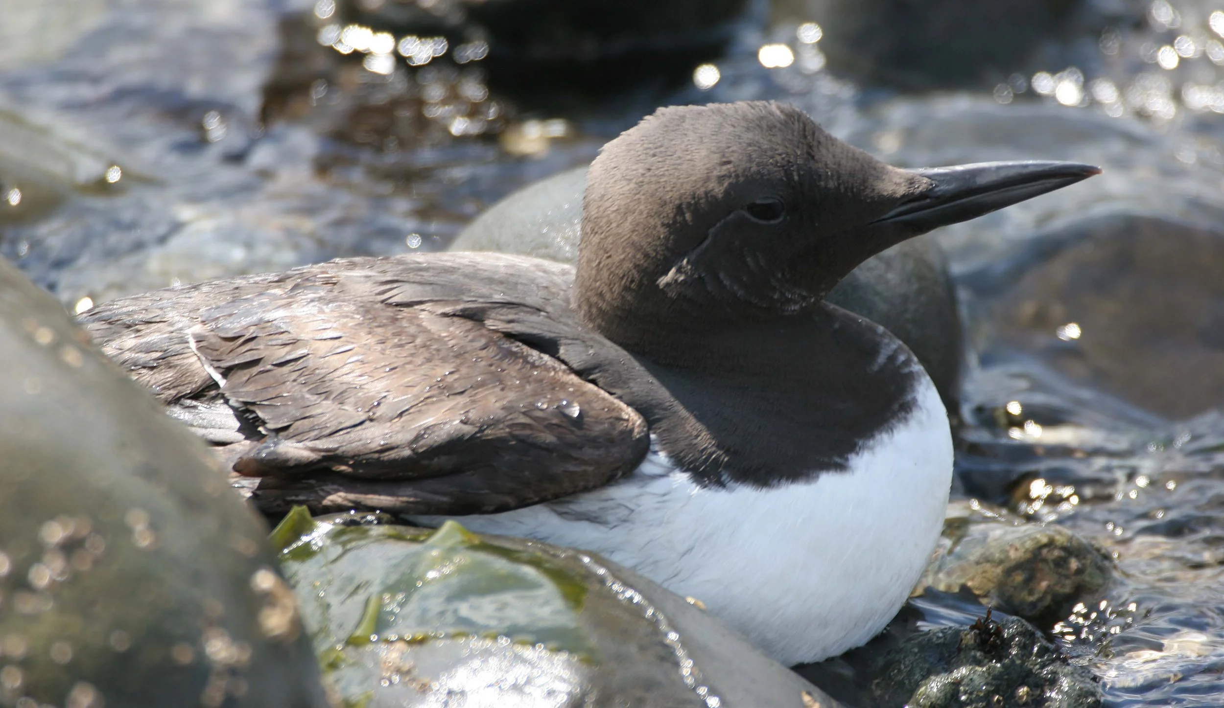 Uria aalge - COMMON MURRE - FRESHWATER BAY (5).jpg