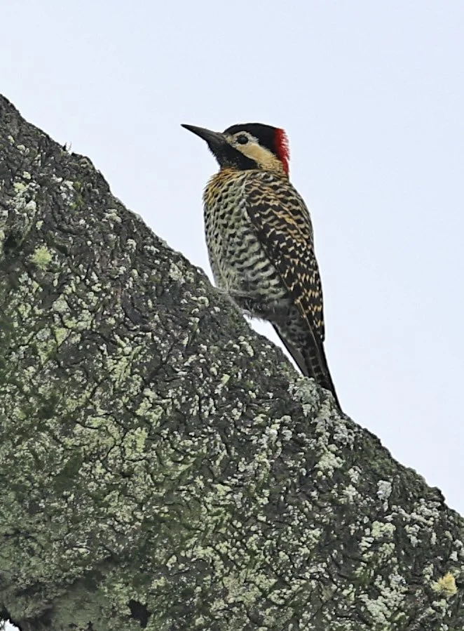 Green-barred Woodpecker (Colaptes melanochloros) El Palmar National Park, Entre Rios, Argentina (4).jpg