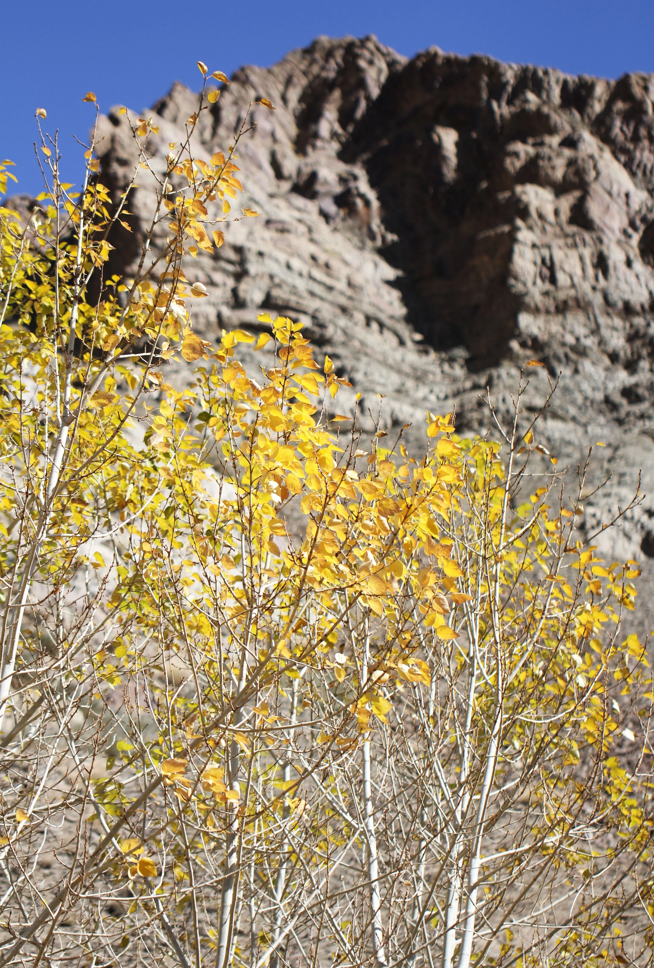 HEMIS NATIONAL PARK - LADAKH INDIA - JAMMU & KASHMIR NEAR RUMBAK VILLAGE (56).JPG
