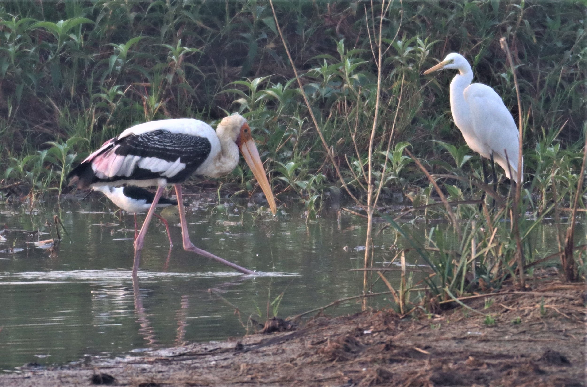 STORK - PAINTED STORK - Mycteria leucocephala - BUENG BORAPHET (9).jpg