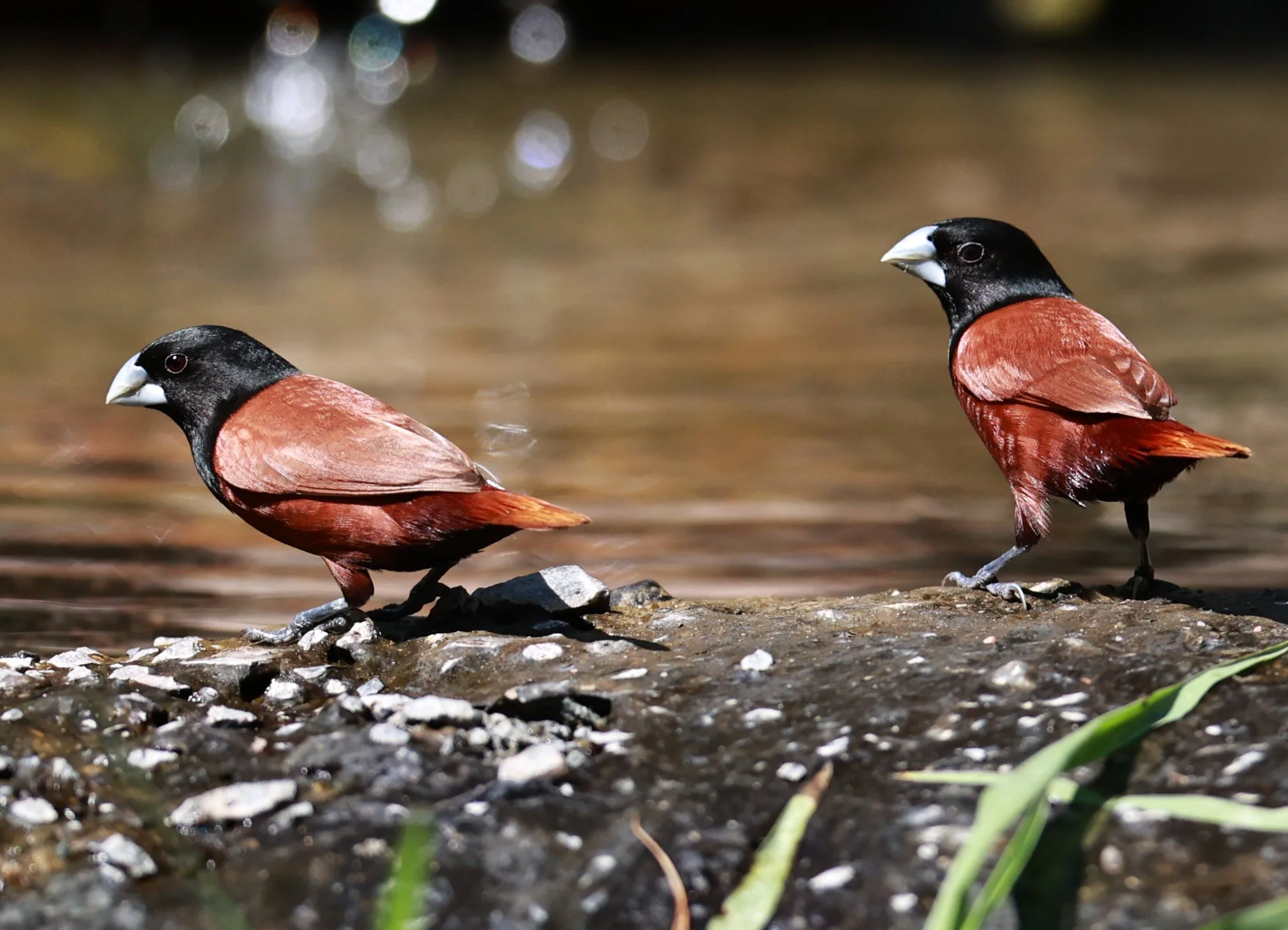 Munia - Black-headed Munia - Lonchura malacca - Bang Pu Mangrove Forest Reserve, Samut Prakan March 30, 2024 (7).jpg