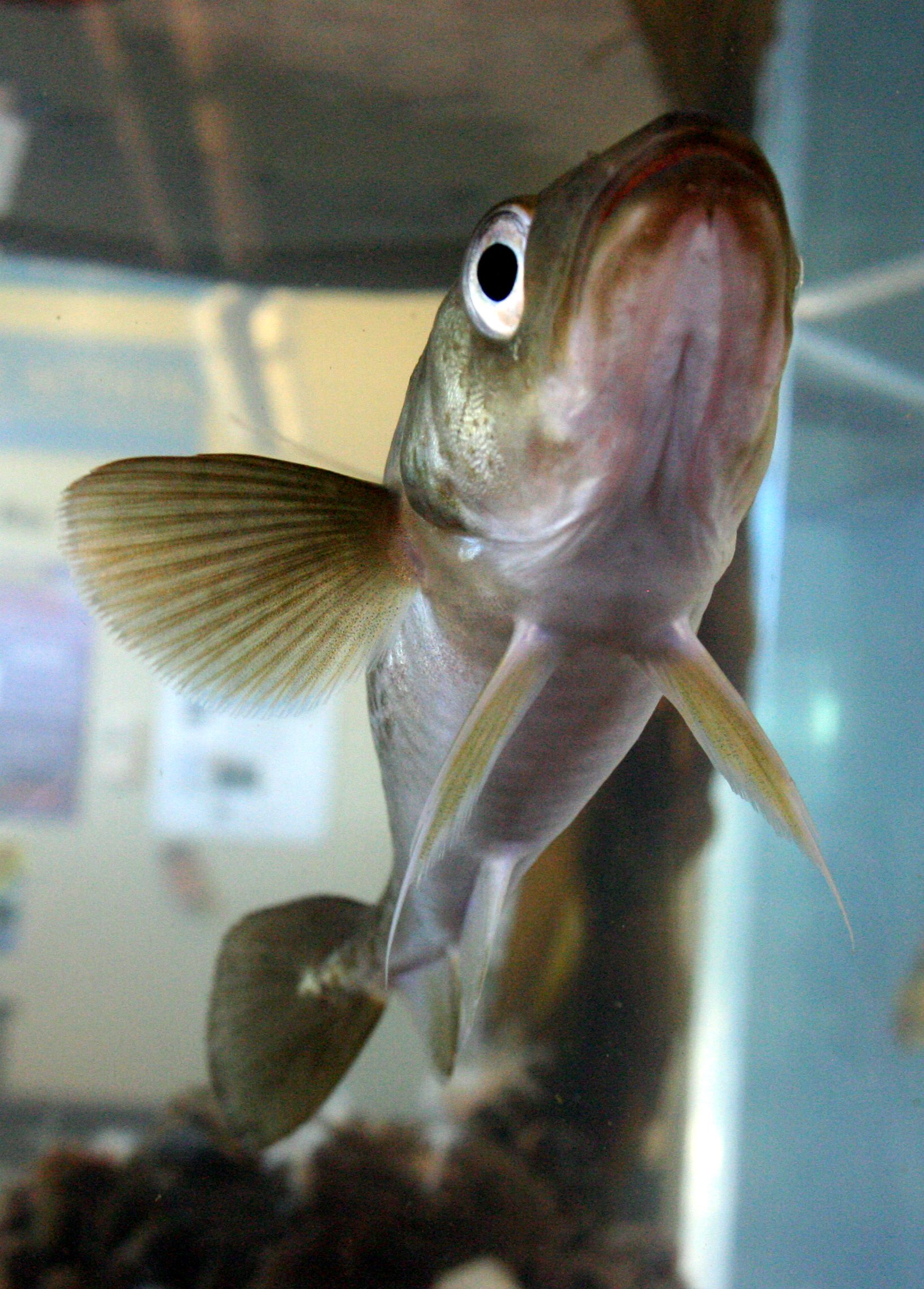 FISH - SPECIES UNIDENTIFIED - PORT TOWNSEND WA (2).JPG