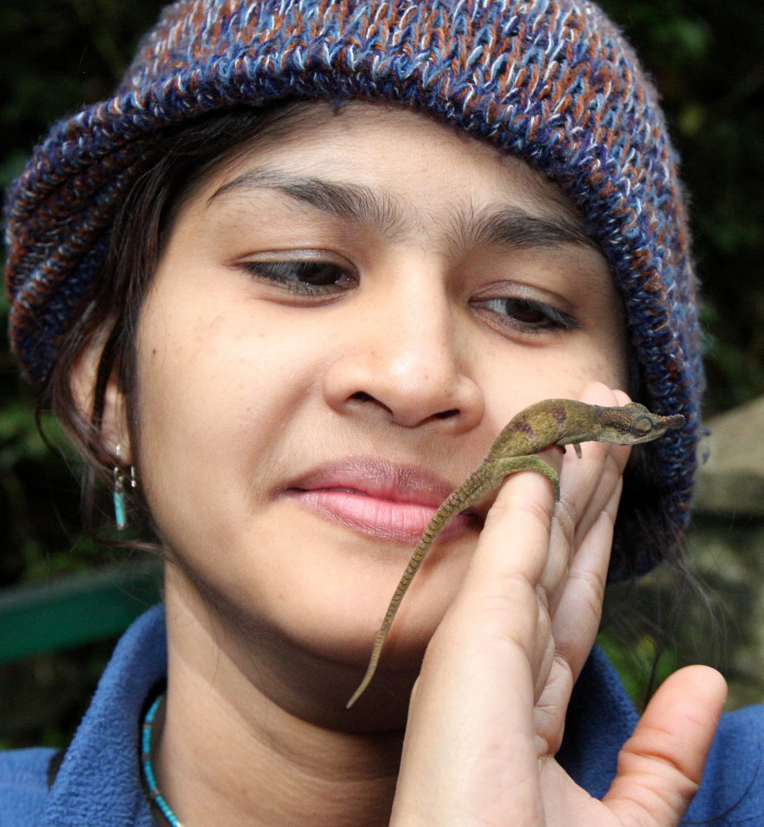 Calumma boettgeri - BOETTGER'S OR BLUE NOSED CHAMELEON - MONTAGNE D'AMBRE NATIONAL PARK (20).JPG