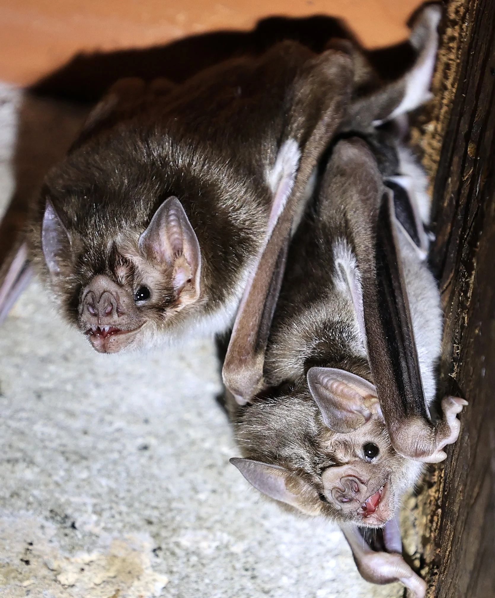 Common Vampire Bat (Desmodus rotundus) Abandoned house on road between Pozo Colorado & Asuncion (25).jpg