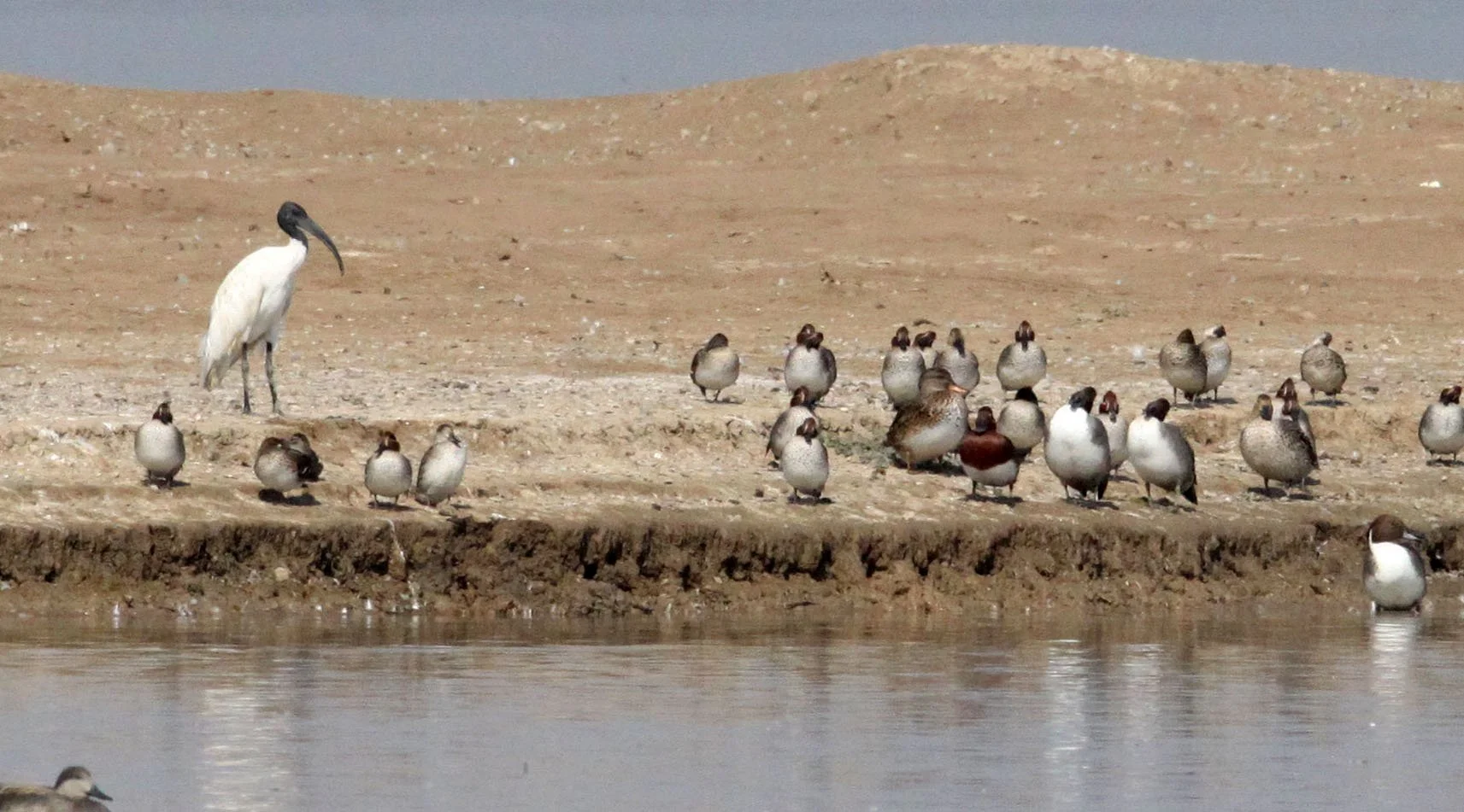 IBIS - BLACK-HEADED IBIS - Threskiornis melanocephalus - BLACKBUCK NATIONAL PARK INDIA (1).JPG
