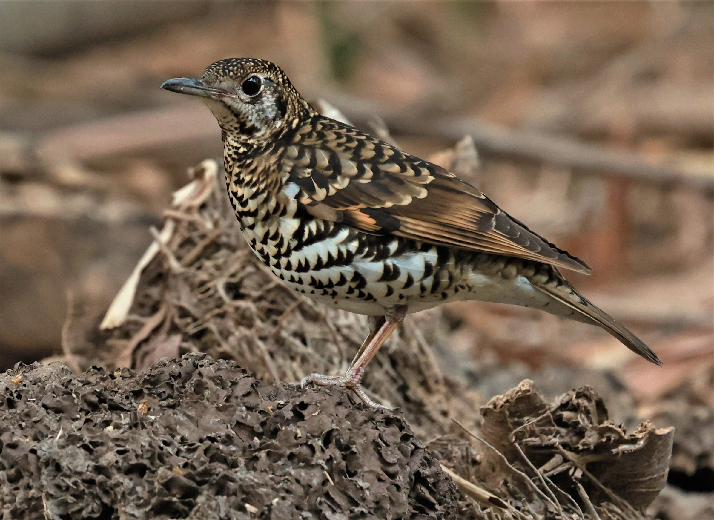 White's Thrush (Zoothera aurea) Putthamonthon Park Nakhon Pathom Thailand (119).jpg