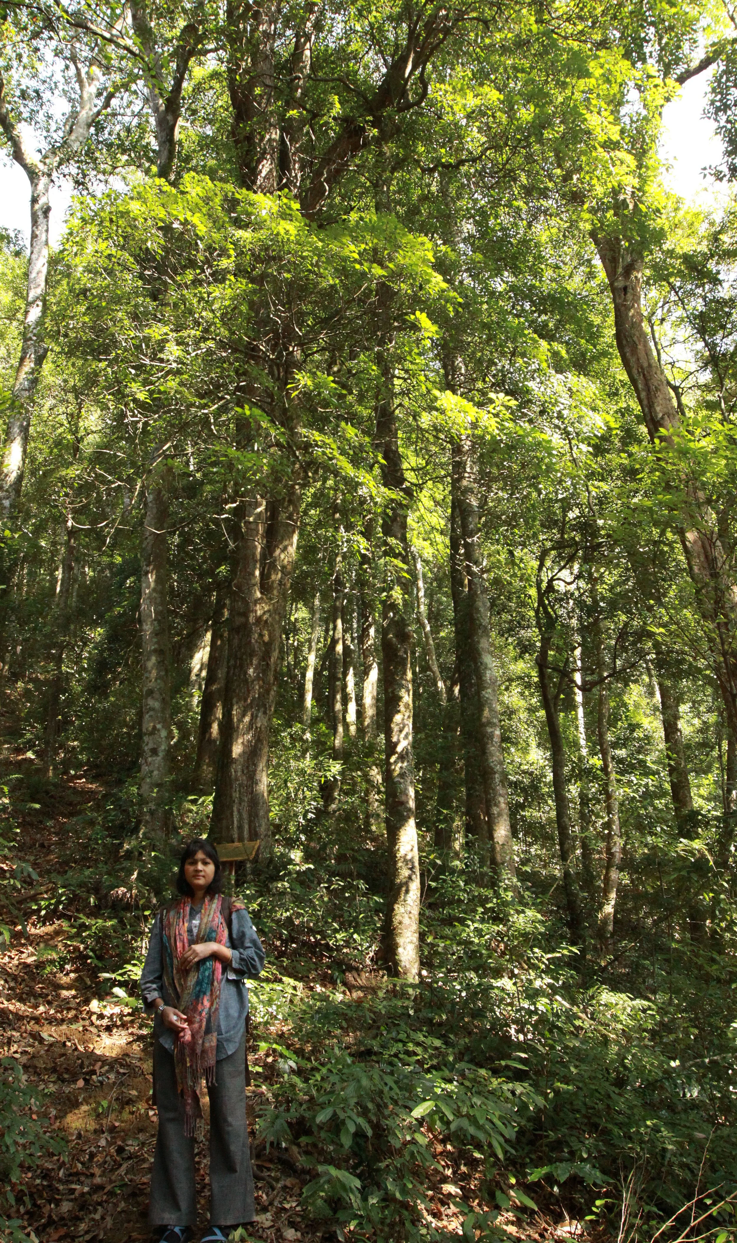 CHINESE YEW RESERVE - FUJIAN CHINA (13).JPG