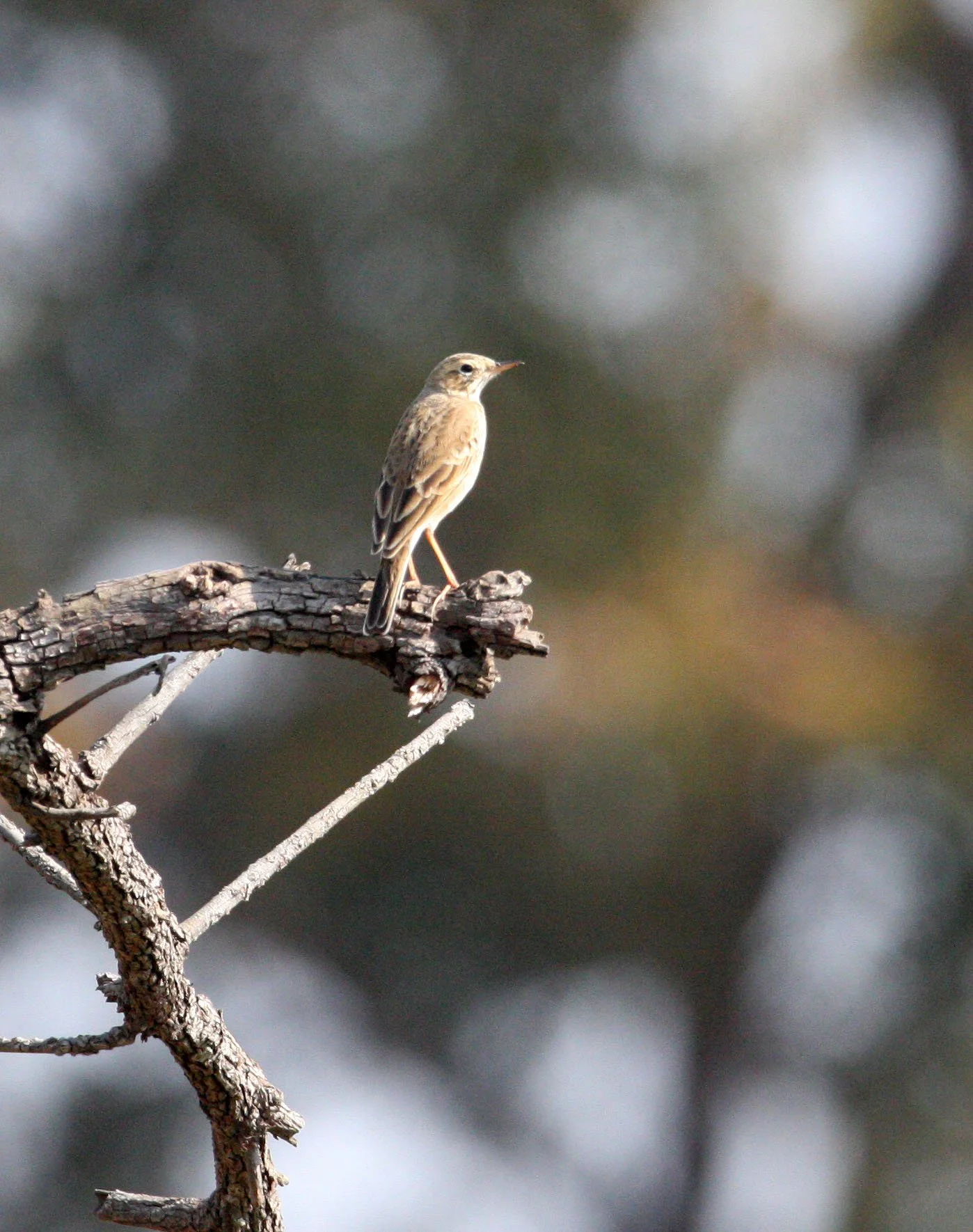 Tawny Pipit (Anthus campestris) CHAMBAL RIVER SANCTUARY INDIA.JPG