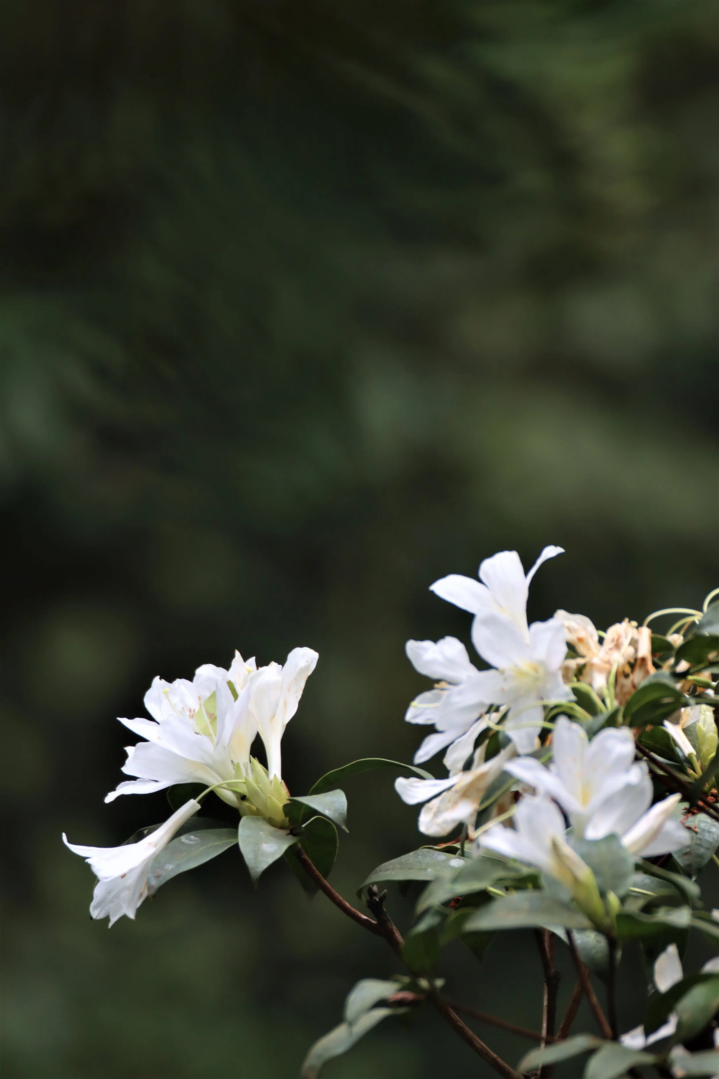 Rhododendron ludwigianum 