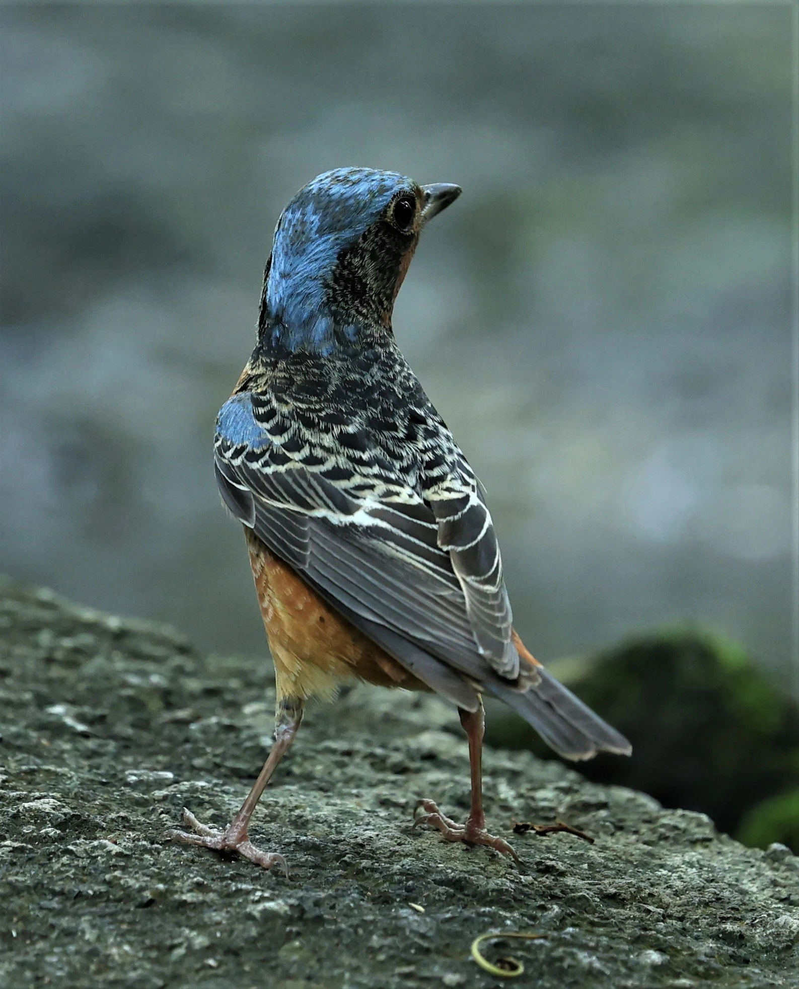 ROCK-THRUSH - WHITE-THROATED ROCK-THRUSH - Monticola gularis - WAT THAM PRATHUM CHONBURI March 2022 (32).jpg