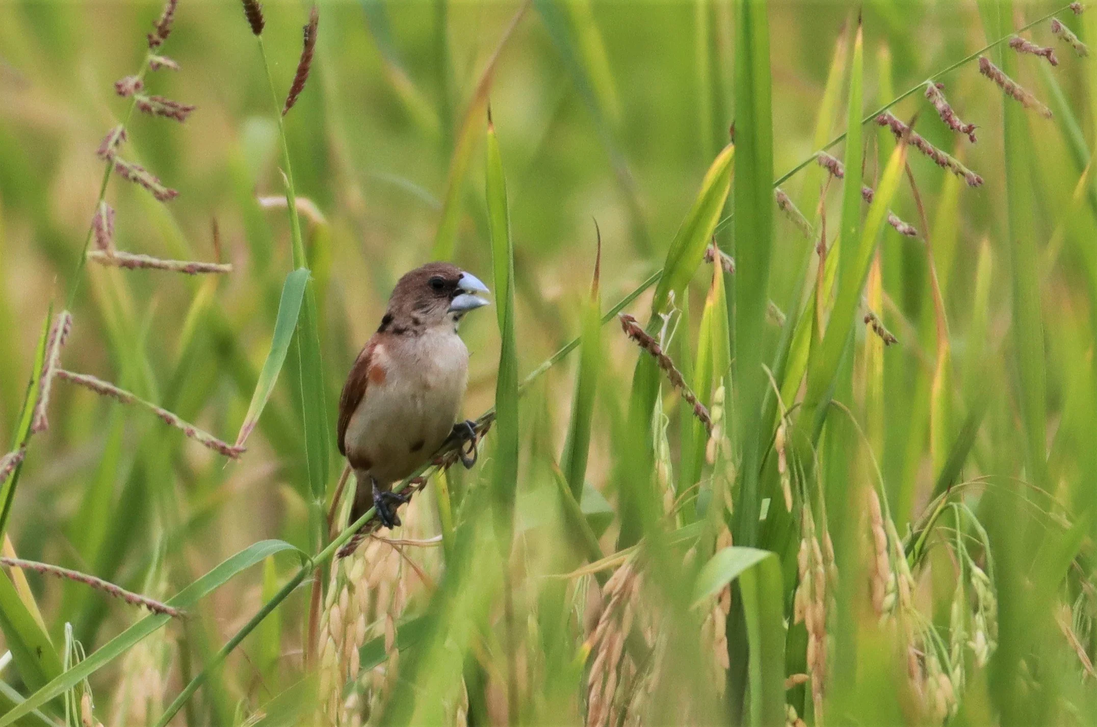 MUNIA - BLACK-HEADED MUNIA - Lonchura malacca - LAD KRABANG  THAP YAO RICE FIELDS AUGUST 14 2021 (3).jpg
