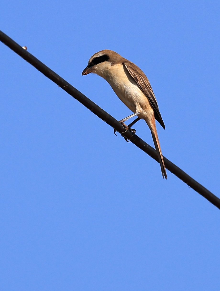 Brown Shrike (Lanius cristatus) Phu Wiang Dinosaur Museum Khon Kaen Province (4).jpg