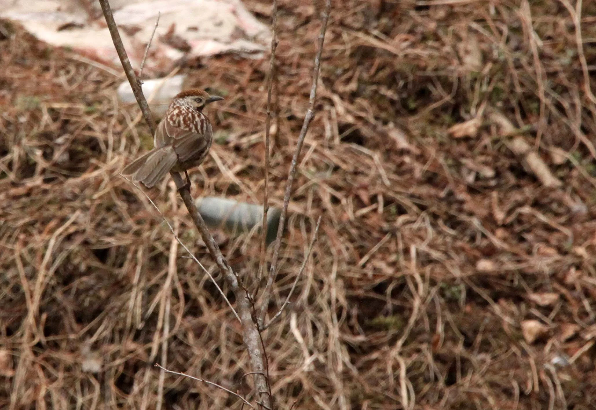 BIRD - CHINESE BABAX - FOPING NATURE RESERVE - SHAANXI PROVINCE CHINA (1).JPG
