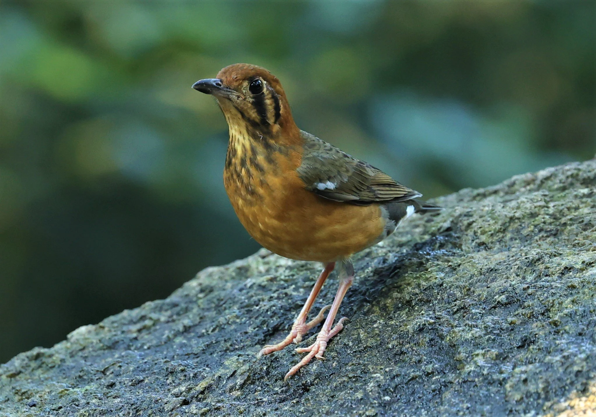 Orange-headed Thrush (Zoothera citrina) Wat Tham Prathum Chonburi Thailand (7).jpg