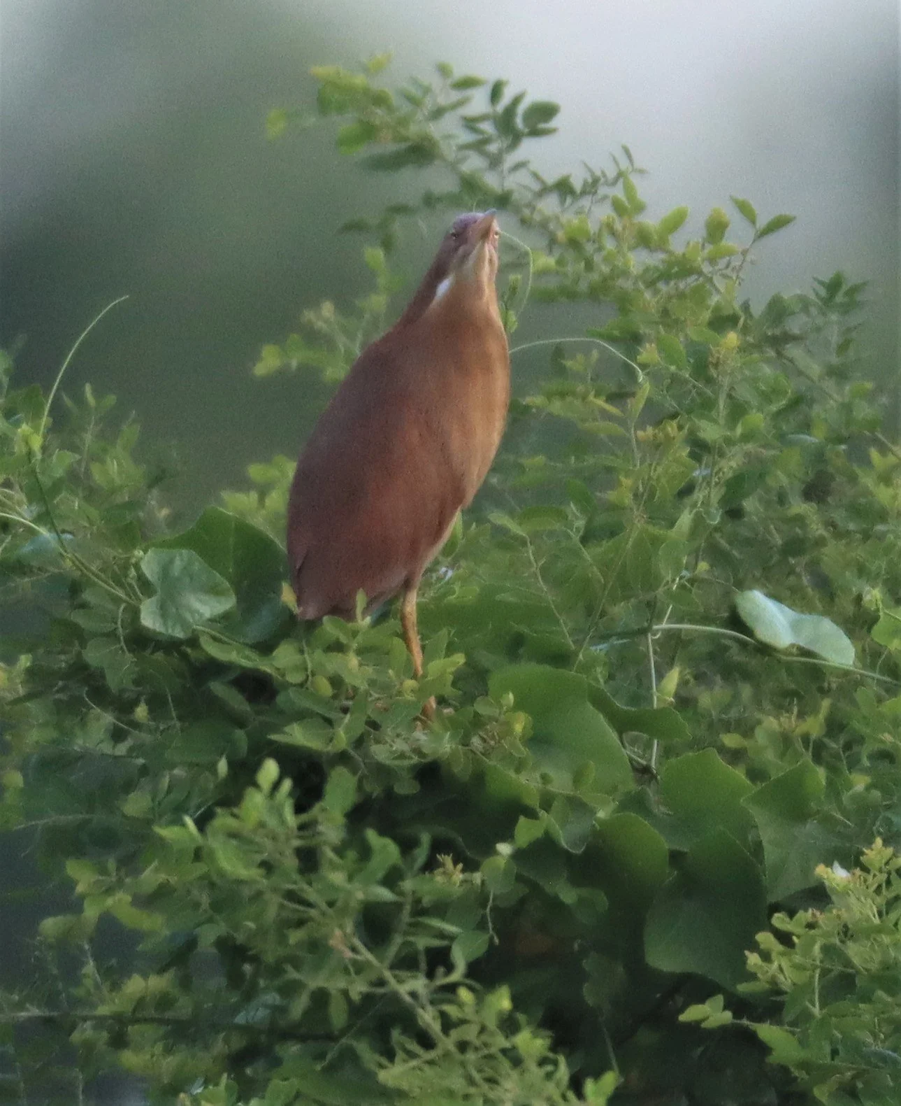 BITTERN - CINNAMON BITTERN (CHESTNUT BITTERN) - Ixobrychus cinnamomeus - PATHUM THANI RICE RESEARCH CENTER (24).jpg