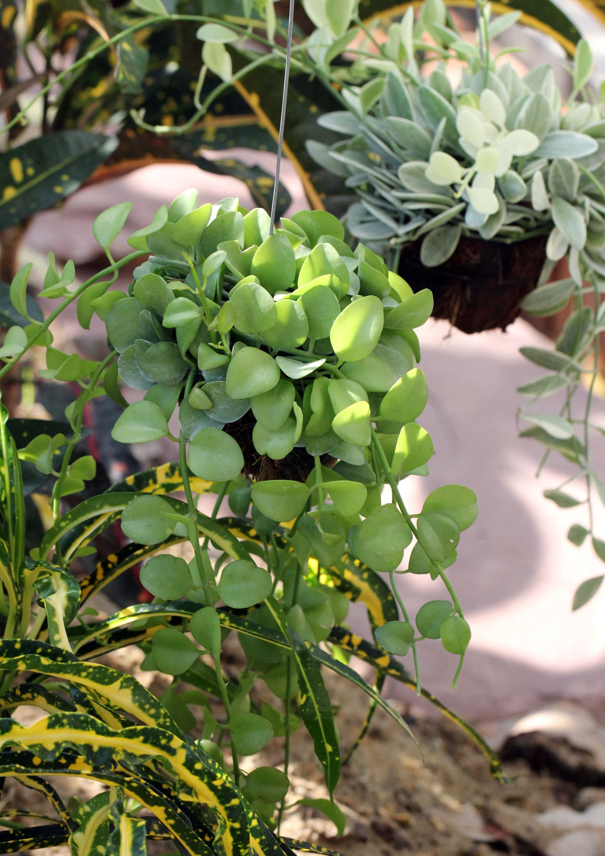 2013 Nonthaburi Setthasiri House and Nonthaburi Neighborhood (224).JPG