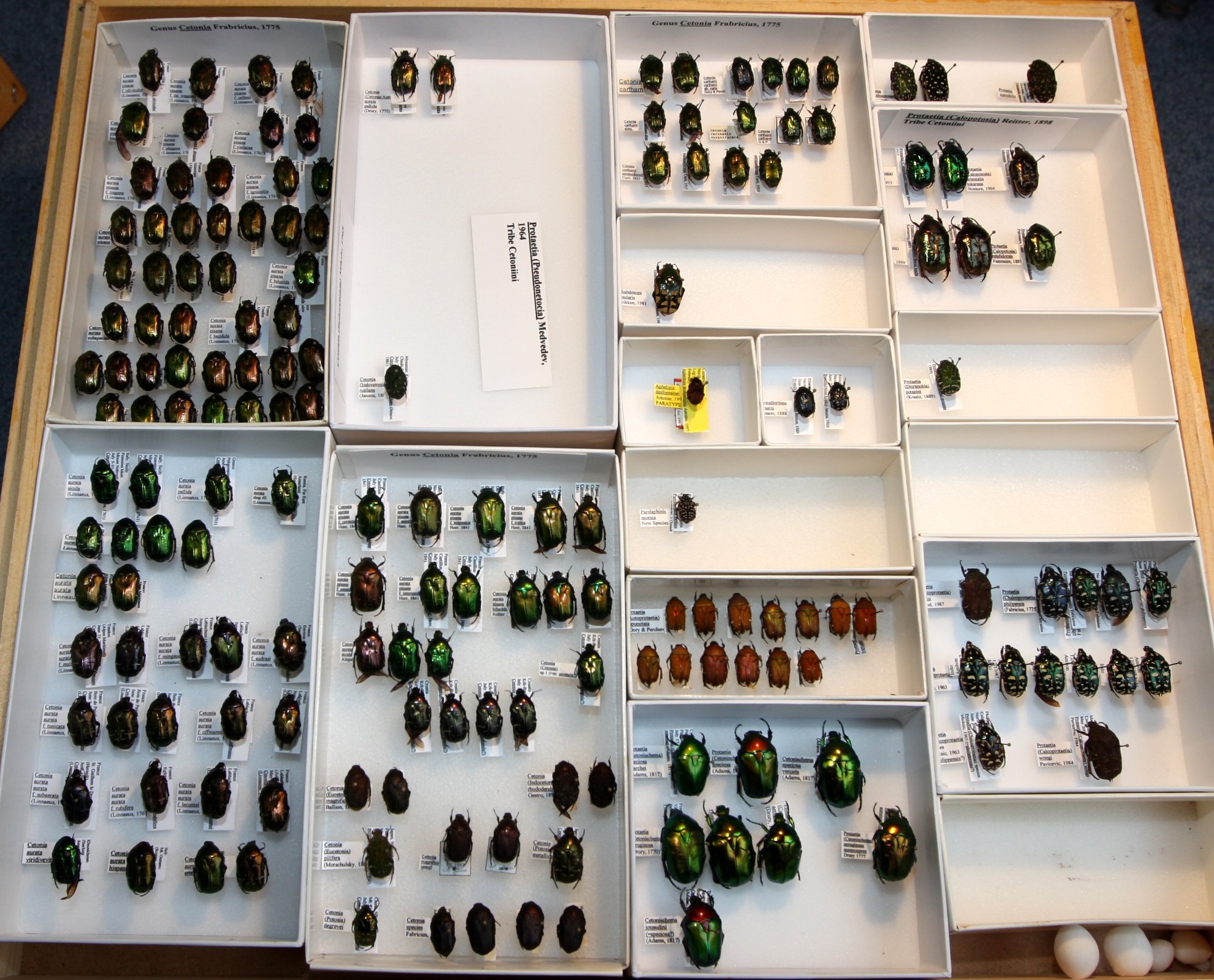 Cetoniinae 28 – Protaetia.JPG