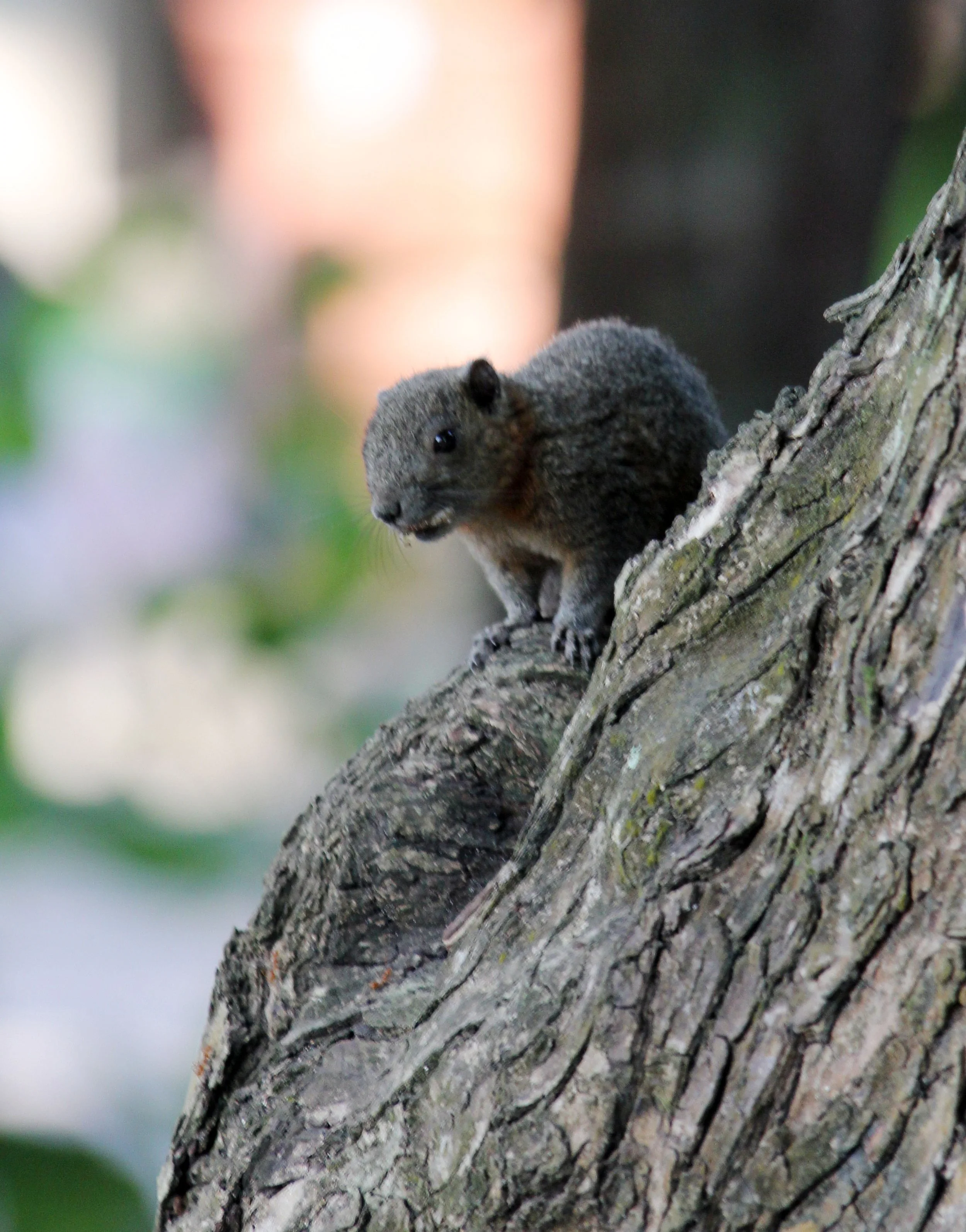Callosciurus caniceps - ISLAND GREY-BELLIED SQUIRREL -SIMILAN ISLANDS FEB 8-13, 2015 THAILAND (292).JPG