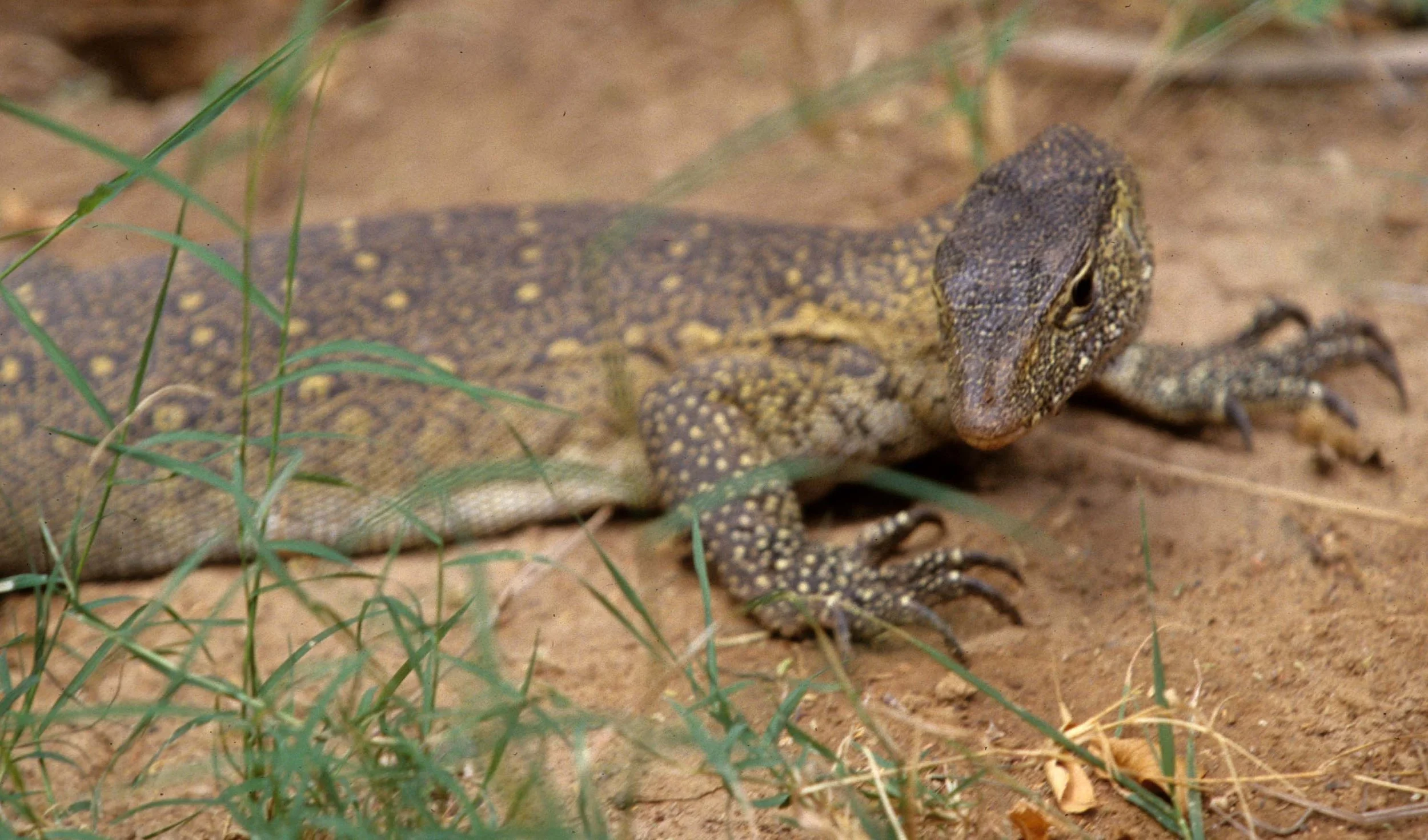 REPTILE- MONITOR LIZARD - SHABA D.jpg