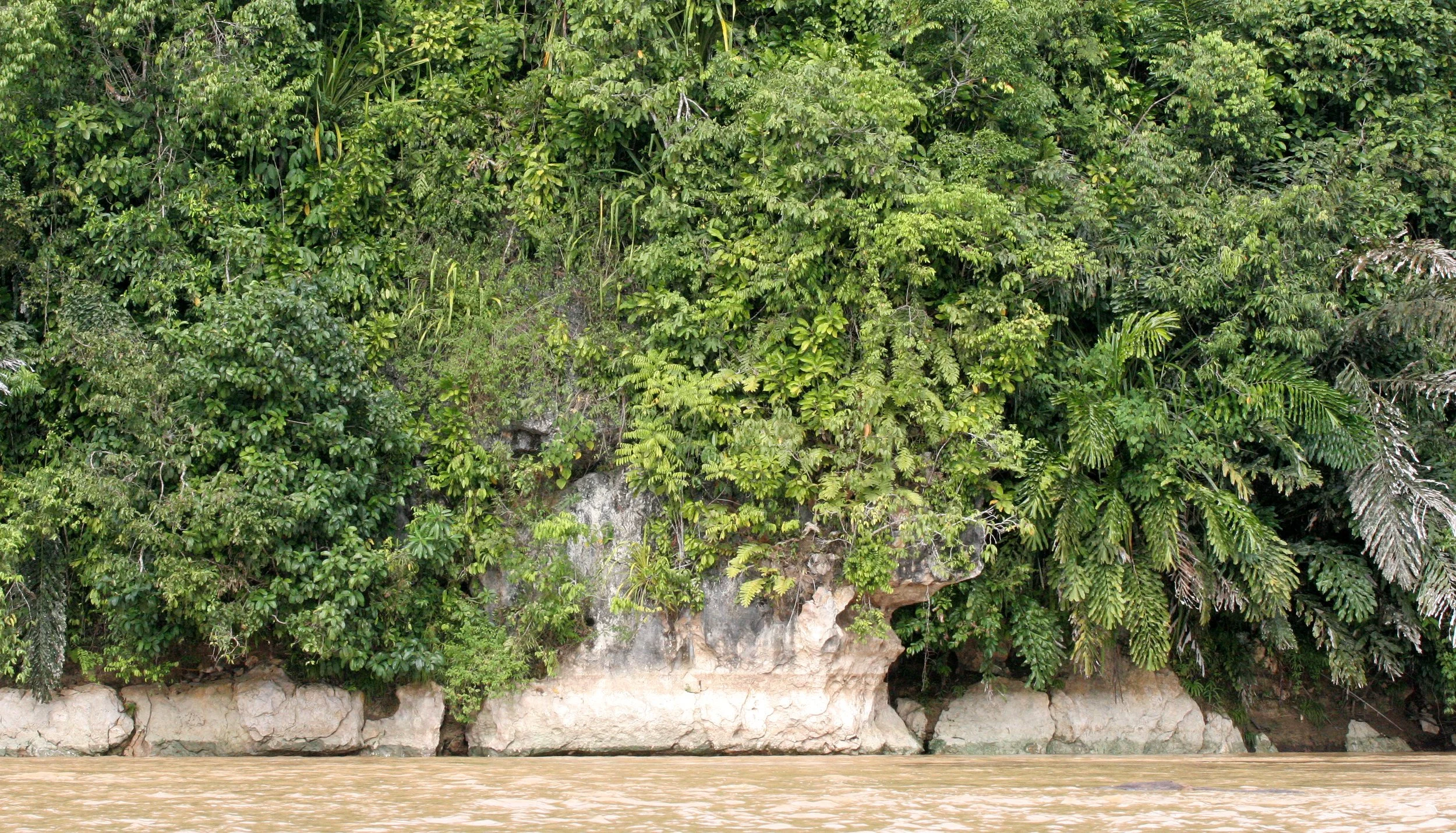 KINABATANGAN RIVER BORNEO - LIMESTONE CLIFFS (5).JPG