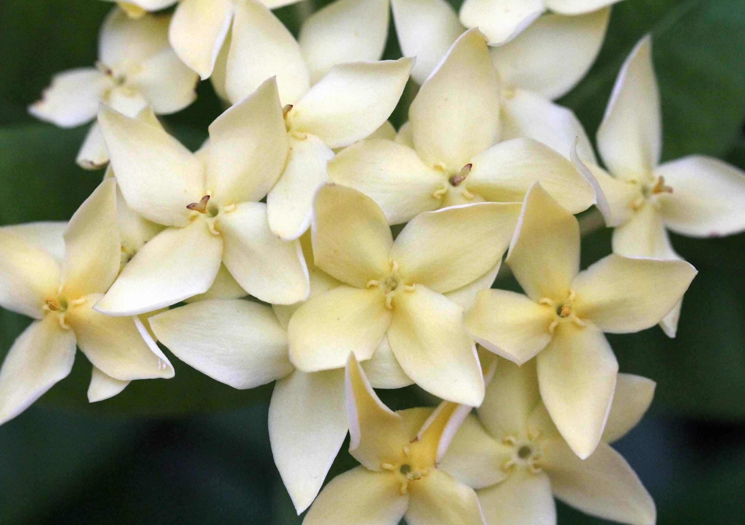 2013 in Nakhonsithammarat and some Krabi with Family (86).JPG