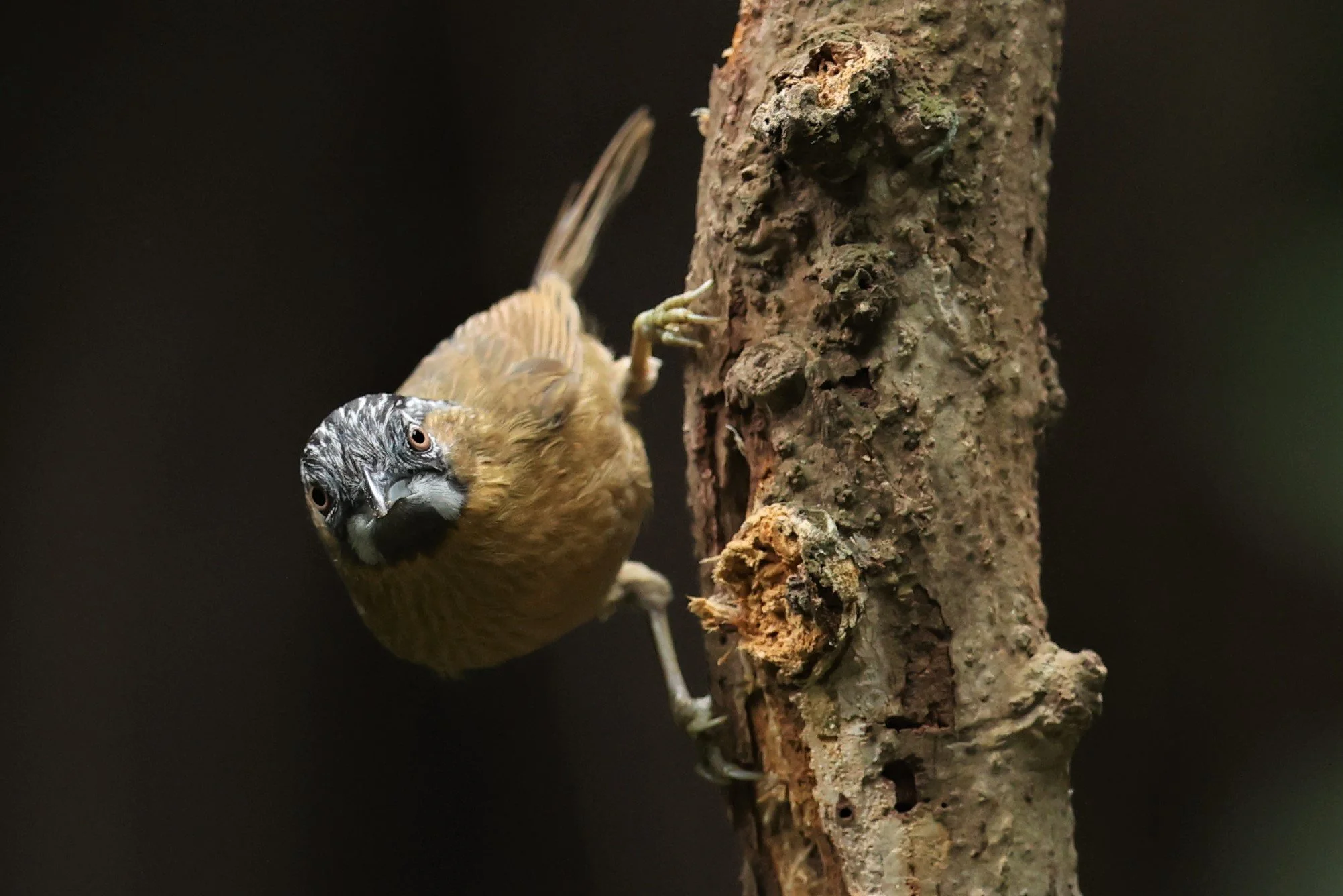 BABBLER - GREY-THROATED BABBLER - Stachyris nigriceps - DOI INTHANON NP CHIANG MAI, DEC 2021 (22).JPG