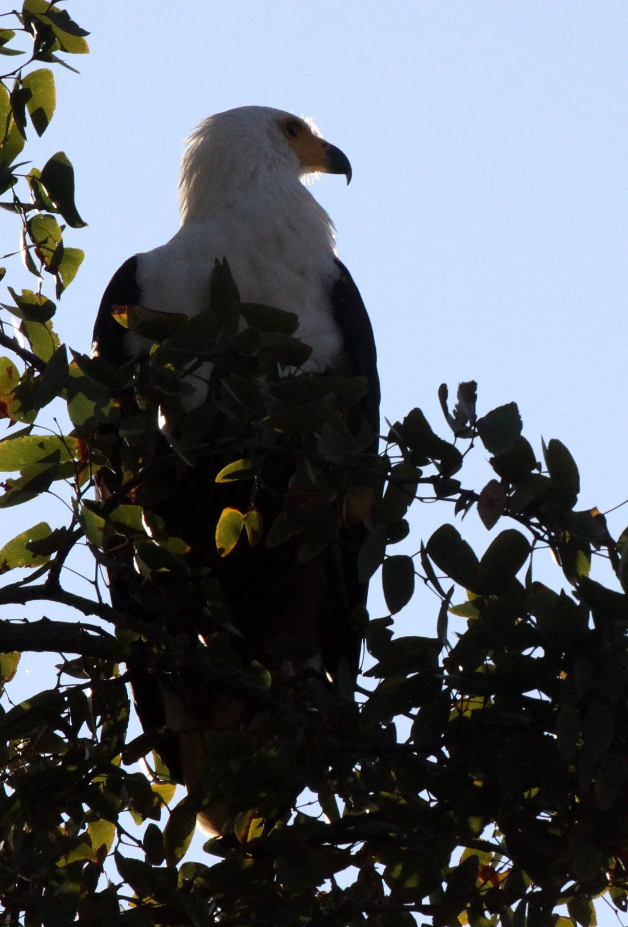 Haliaeetus vocifer - AFRICAN FISH EAGLE - KRUGER NATIONAL PARK SOUTH AFRICA (2).JPG