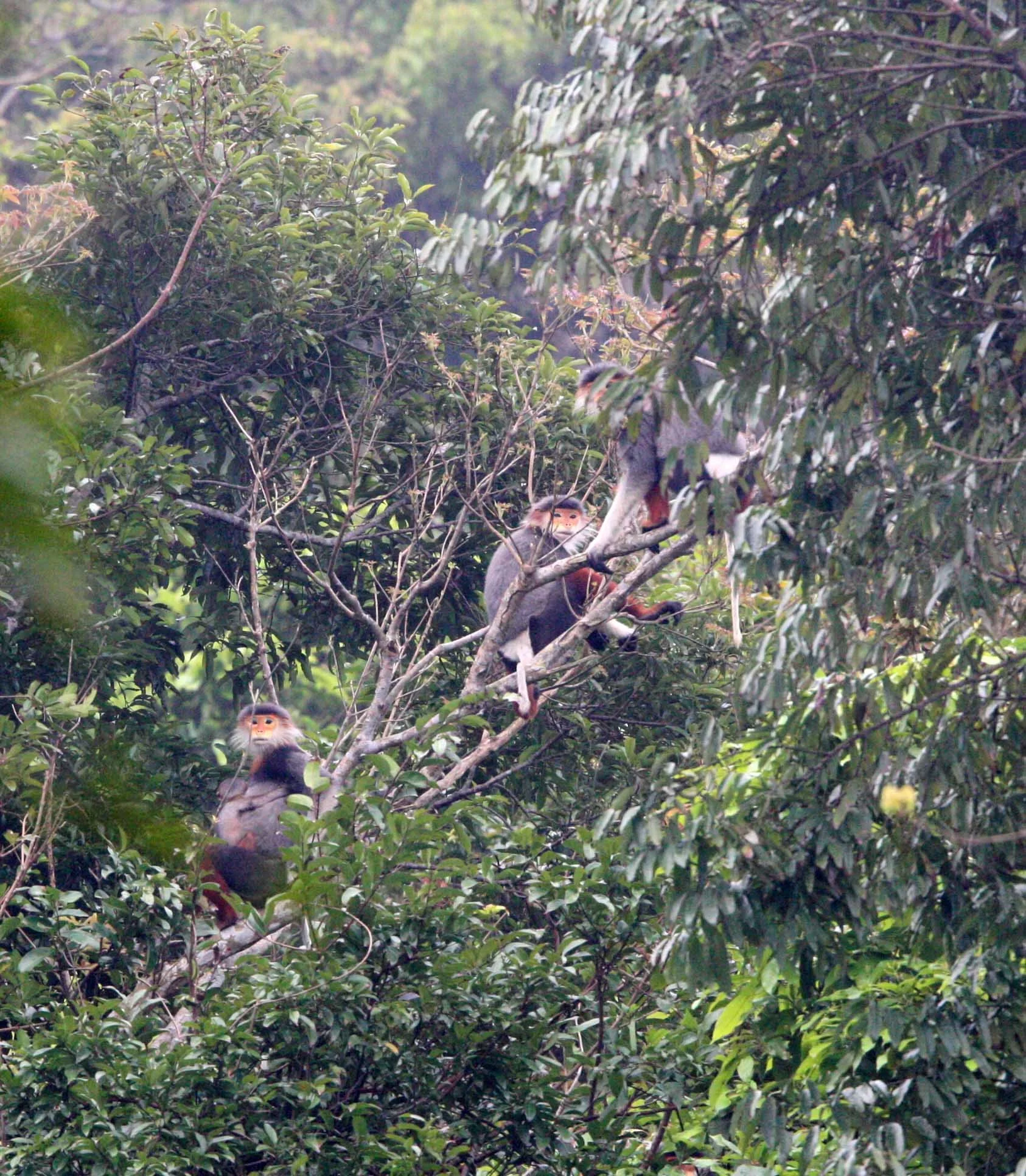 CERCOPITHECIDAE - Pygathrix nemaeus - RED-SHANKED DOUC - SON TRA PENINSULA DA NANG VIET NAM (58).JPG