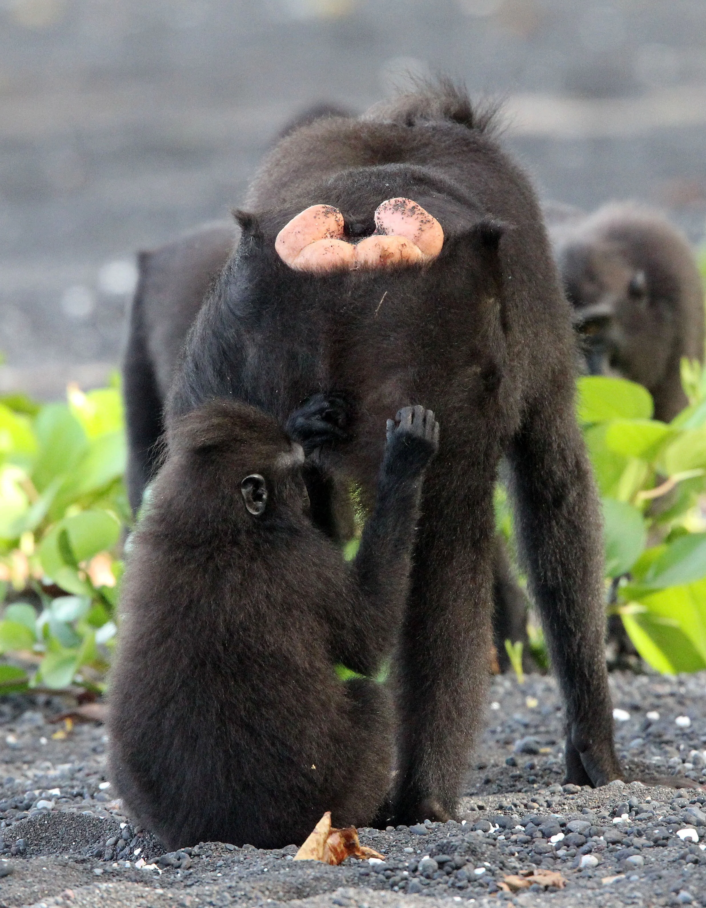 CERCOPITHECIDAE - Macaca nigra - SULAWESI BLACK-CRESTED MACAQUE - RAMBO 2 GROUP - TANGKOKO NATIONAL PARK SULAWESI INDONESIA (287).JPG
