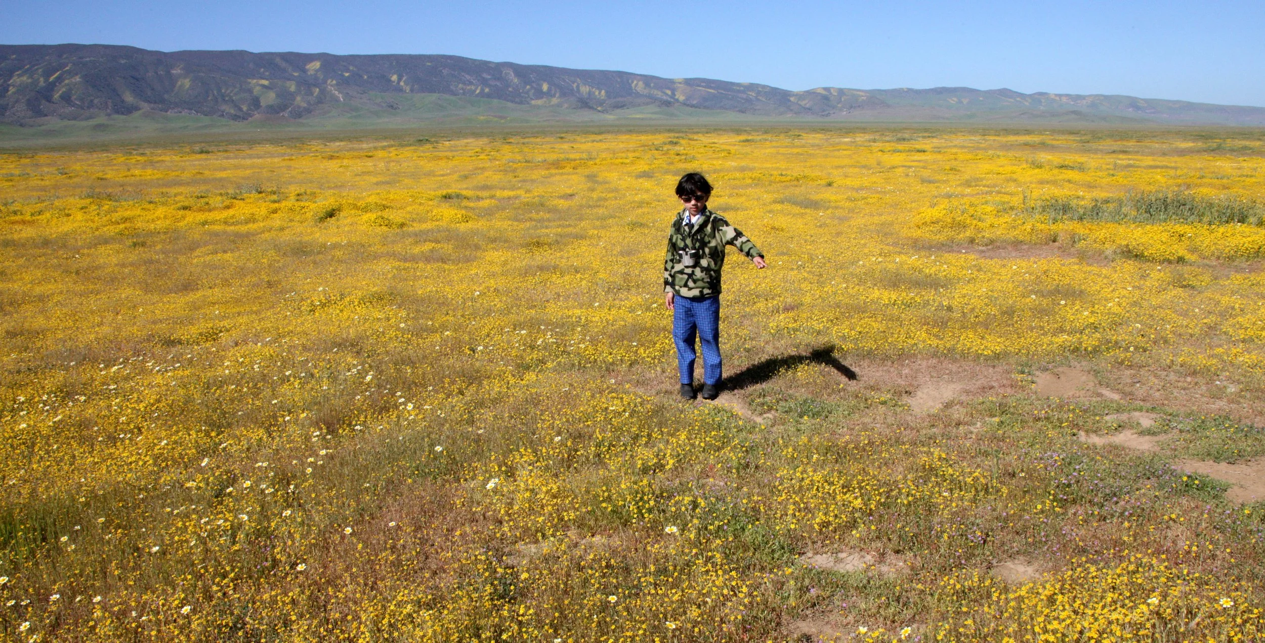 2010-4-6 CARRIZO PLAIN NATIONAL MONUMENT CAMPING EXPEDITION - COKIE IN LASTHENIA FIELDS - GOLD FIELDS (25).JPG