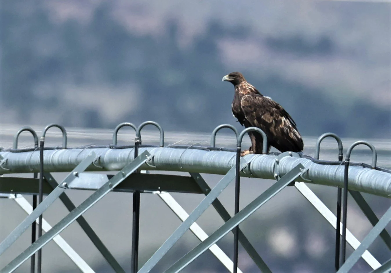 Aquila chrysaetos - GOLDEN EAGLE - CENTRAL UTAH 2022 (2).jpg