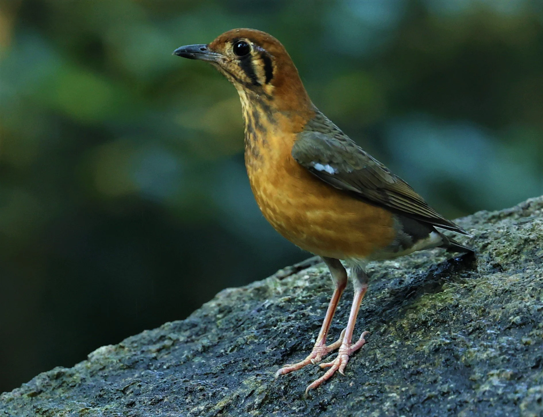 Orange-headed Thrush (Zoothera citrina) Wat Tham Prathum Chonburi Thailand (5).jpg