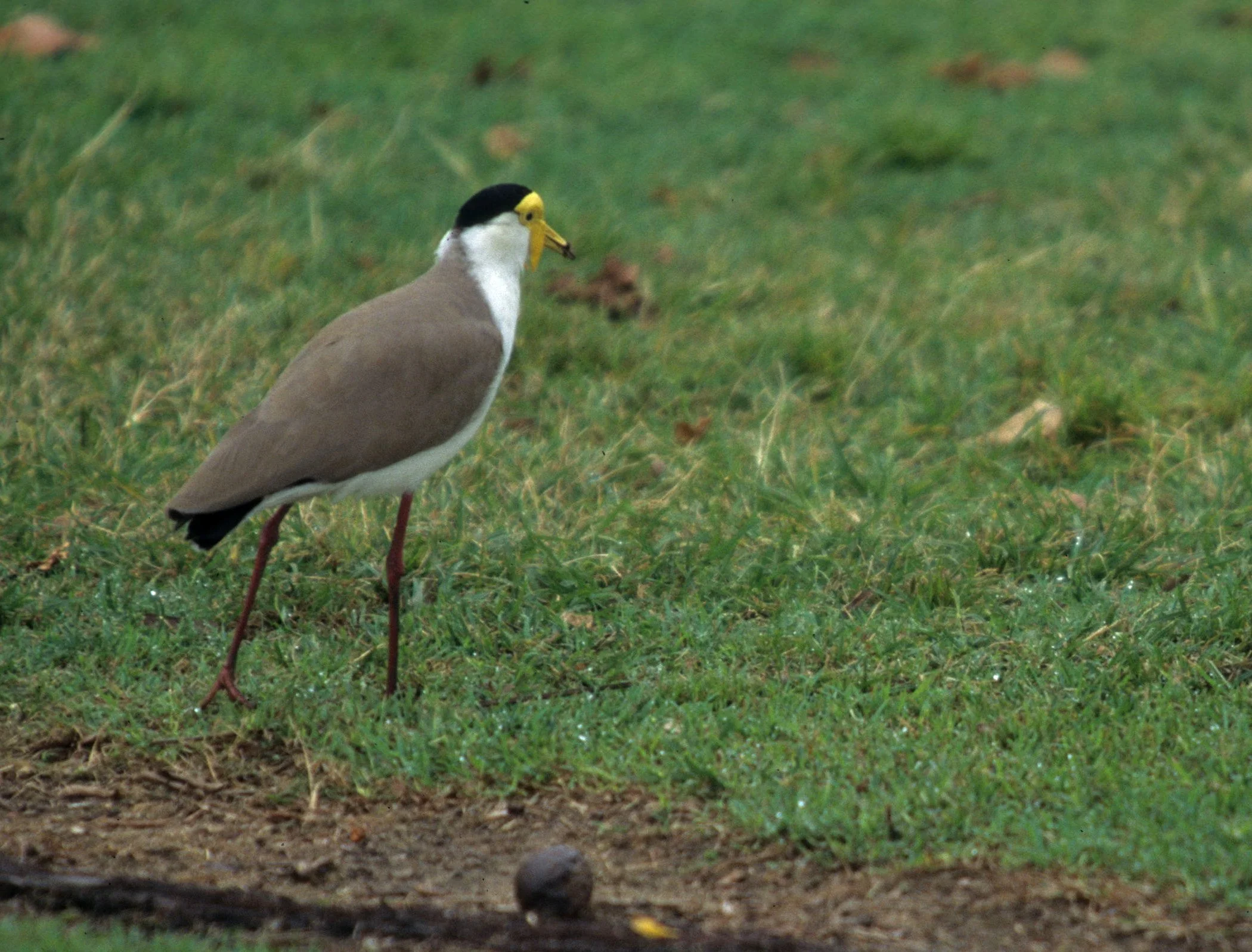 BIRD - LAPWING - MASKED LAPWING - KAKADU NP AREA.jpg
