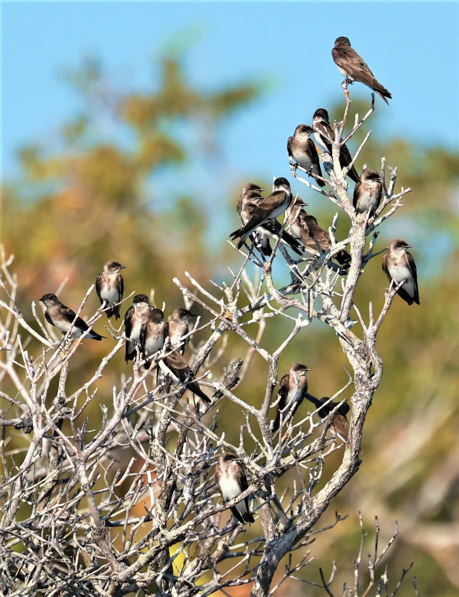 Brown-chested Martin (Progne tapera) Ariau River & Rio Negro Region Southwest of Manaus (6).jpg