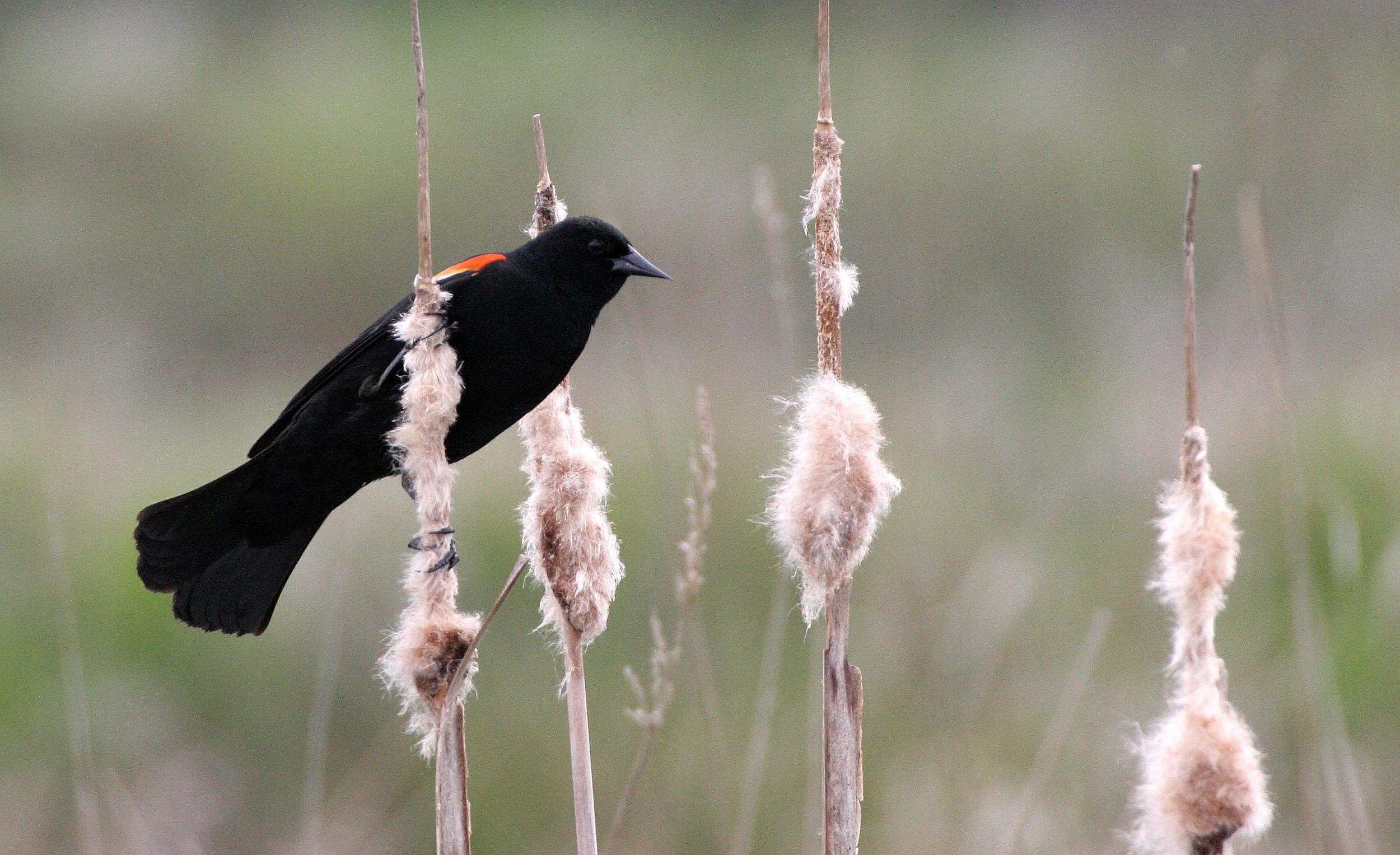 Red-winged Blackbird (Agelaius phoeniceus) Jamestown Olympic Peninsula Washington (5).JPG