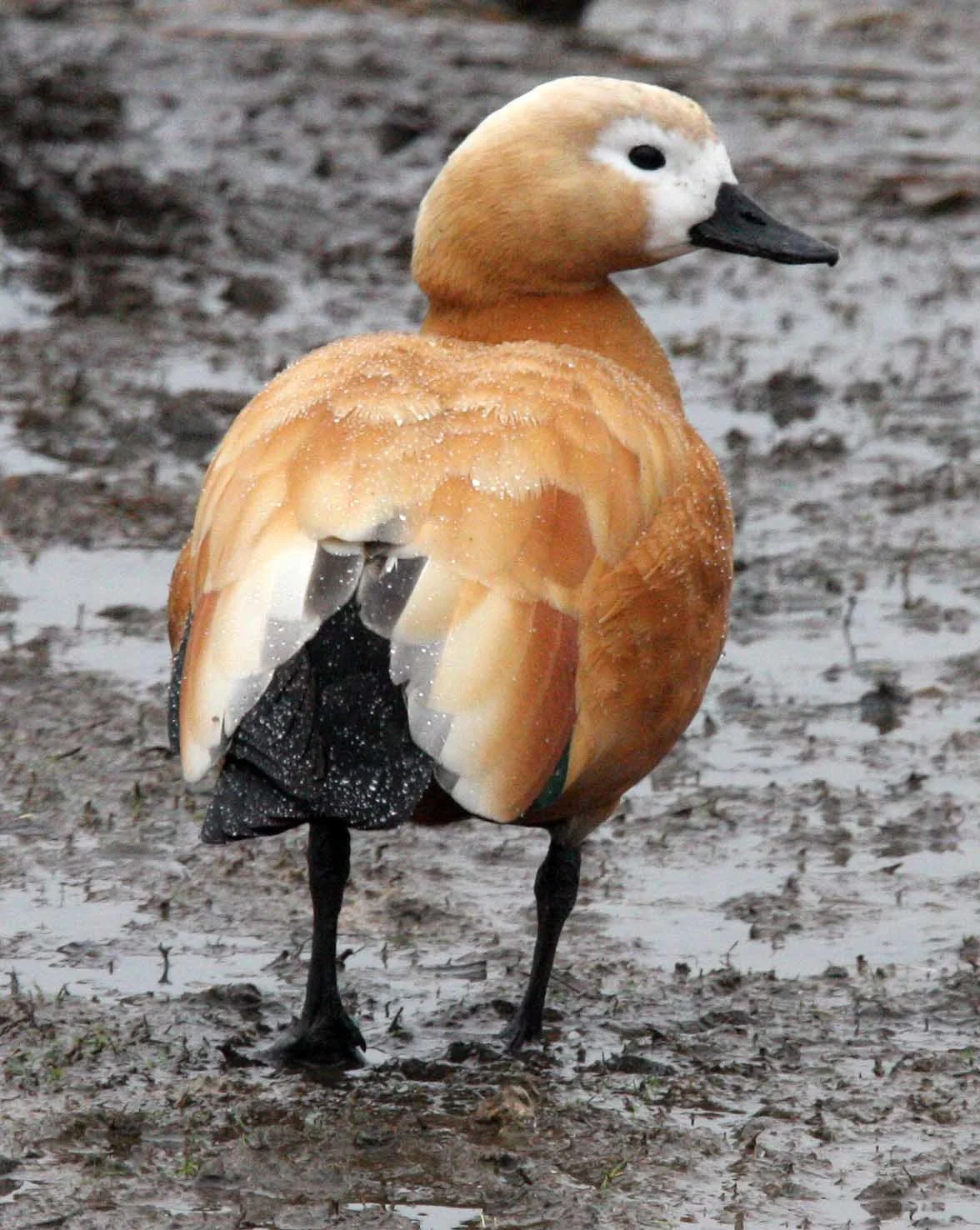 SHELDUCK - RUDDY SHELDUCK  - Tadorna ferruginea - TONGJI UNIVERSTIY PONDS SHANGHAI CHINA (2).JPG