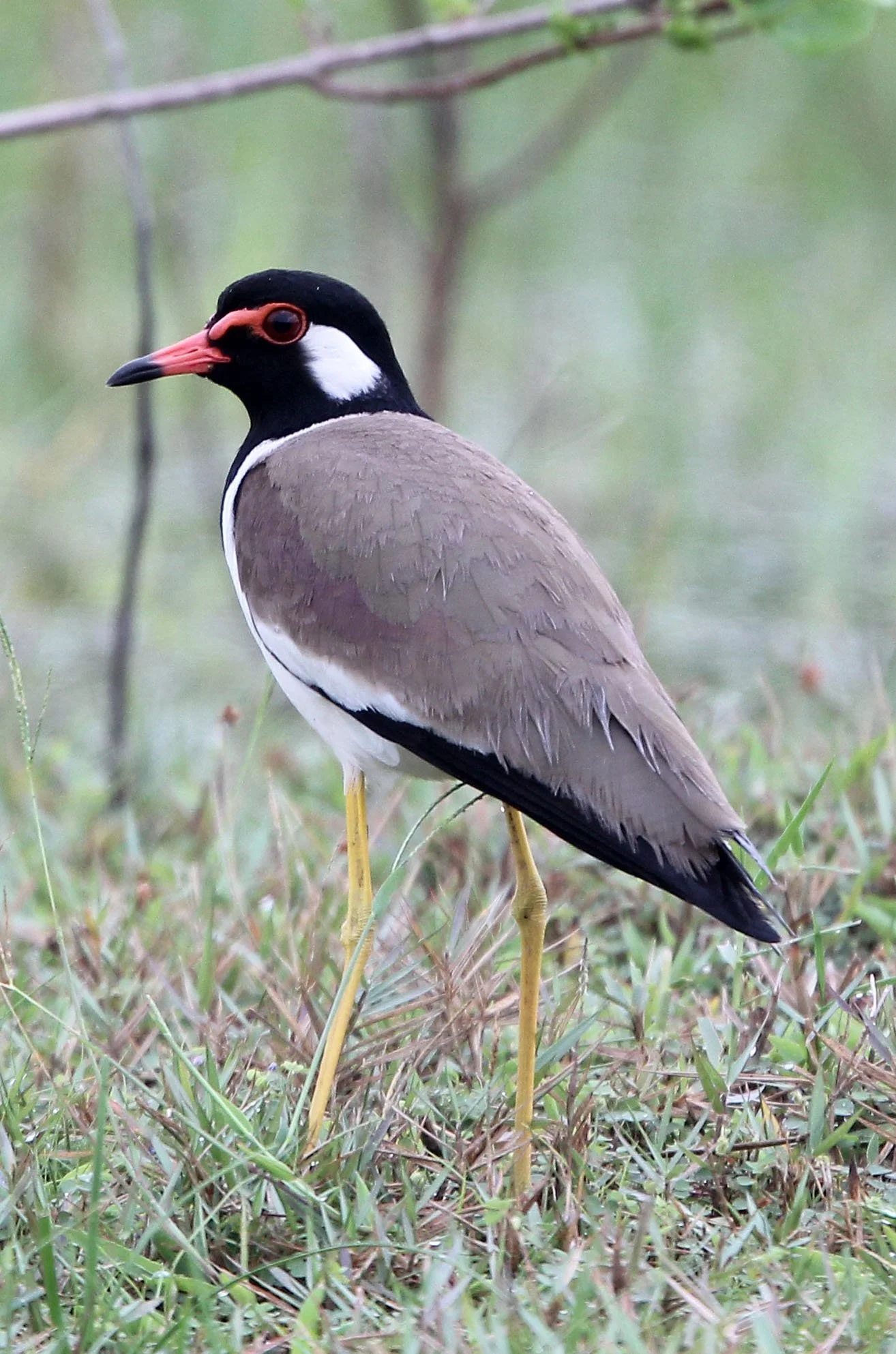 LAPWING - RED-WATTLED LAPWING - Vanellus indicus - CHAIYA PENINSULA SURAT THANI THAILAND (11).JPG