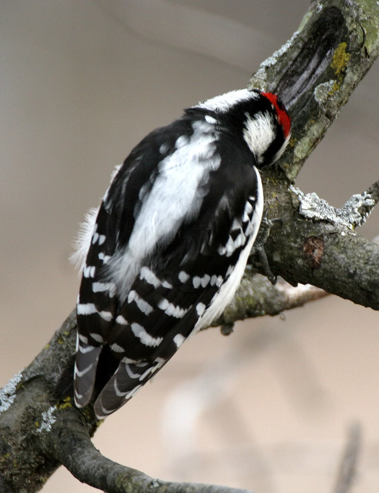BIRD - WOODPECKER - DOWNY WOODPECKER - LINCOLN MARSH ILLINOIS (21).JPG