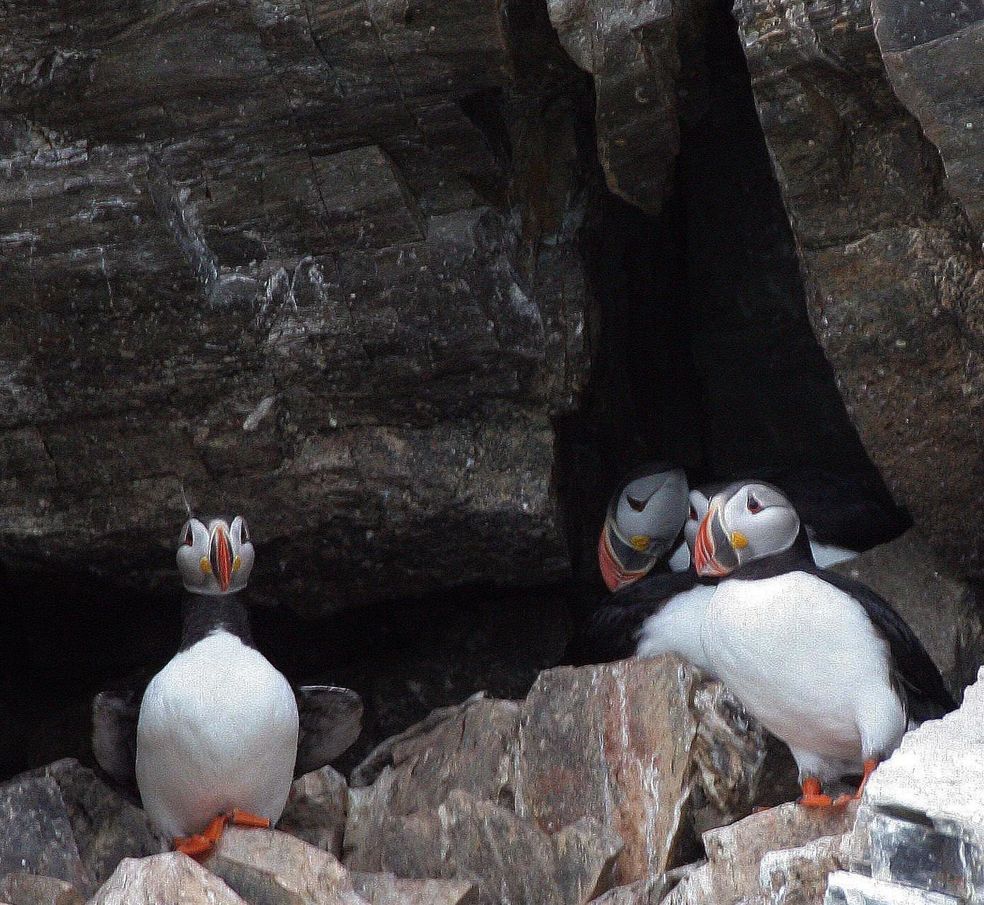 Fratercula arctica - ATLANTIC PUFFIN - SVALBARD (49).jpg