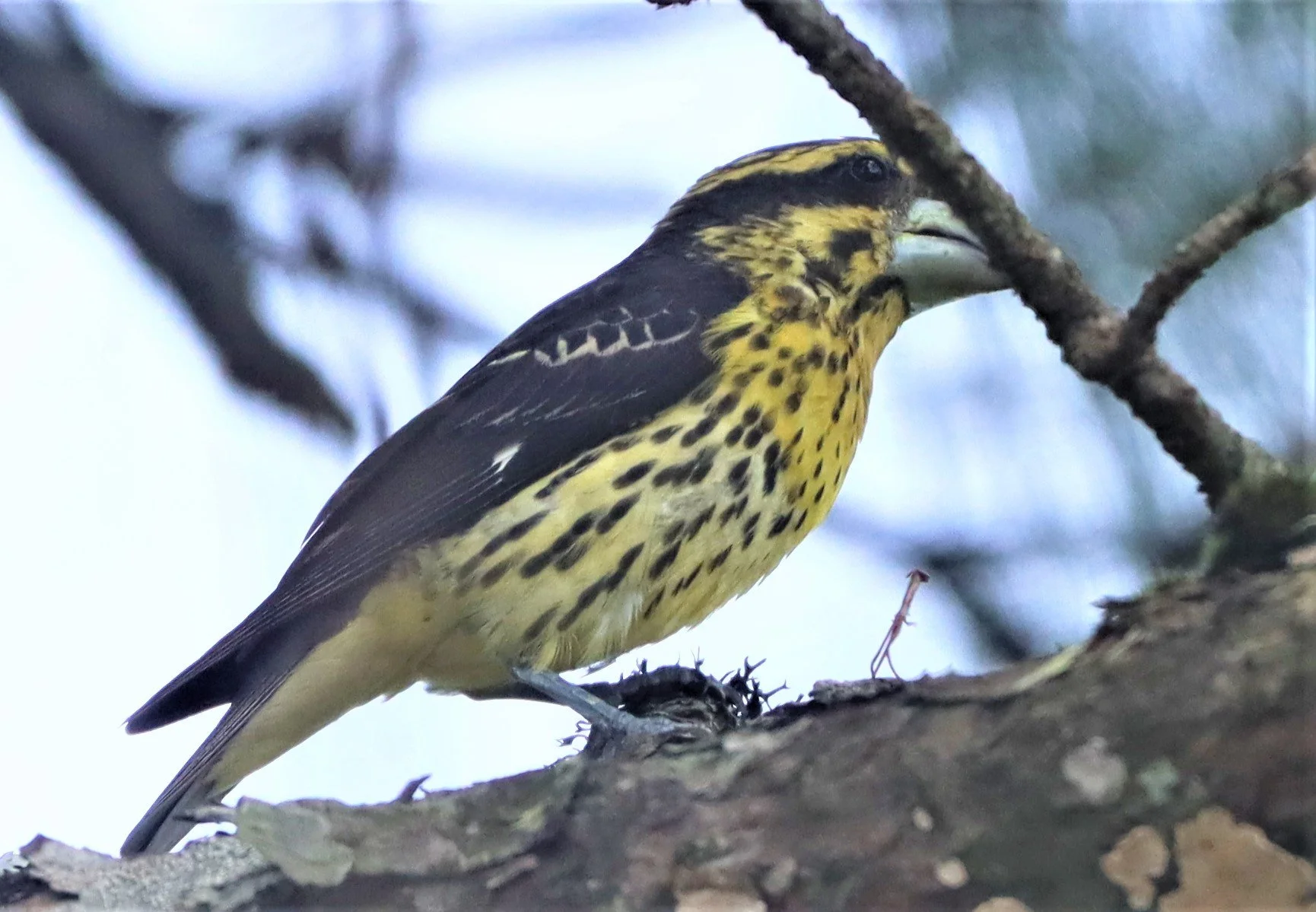 Spot-winged Grosbeak (Mycerobas melanozanthos) Doi Ang Kang, Chiang Mai Thailand (82).jpg