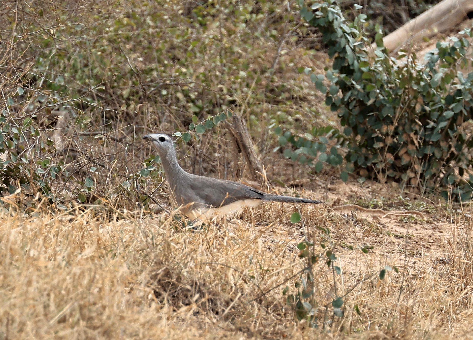 Black-legged Seriema (Chunga burmeisteri) Agua Dulce Paraguay (12).jpg