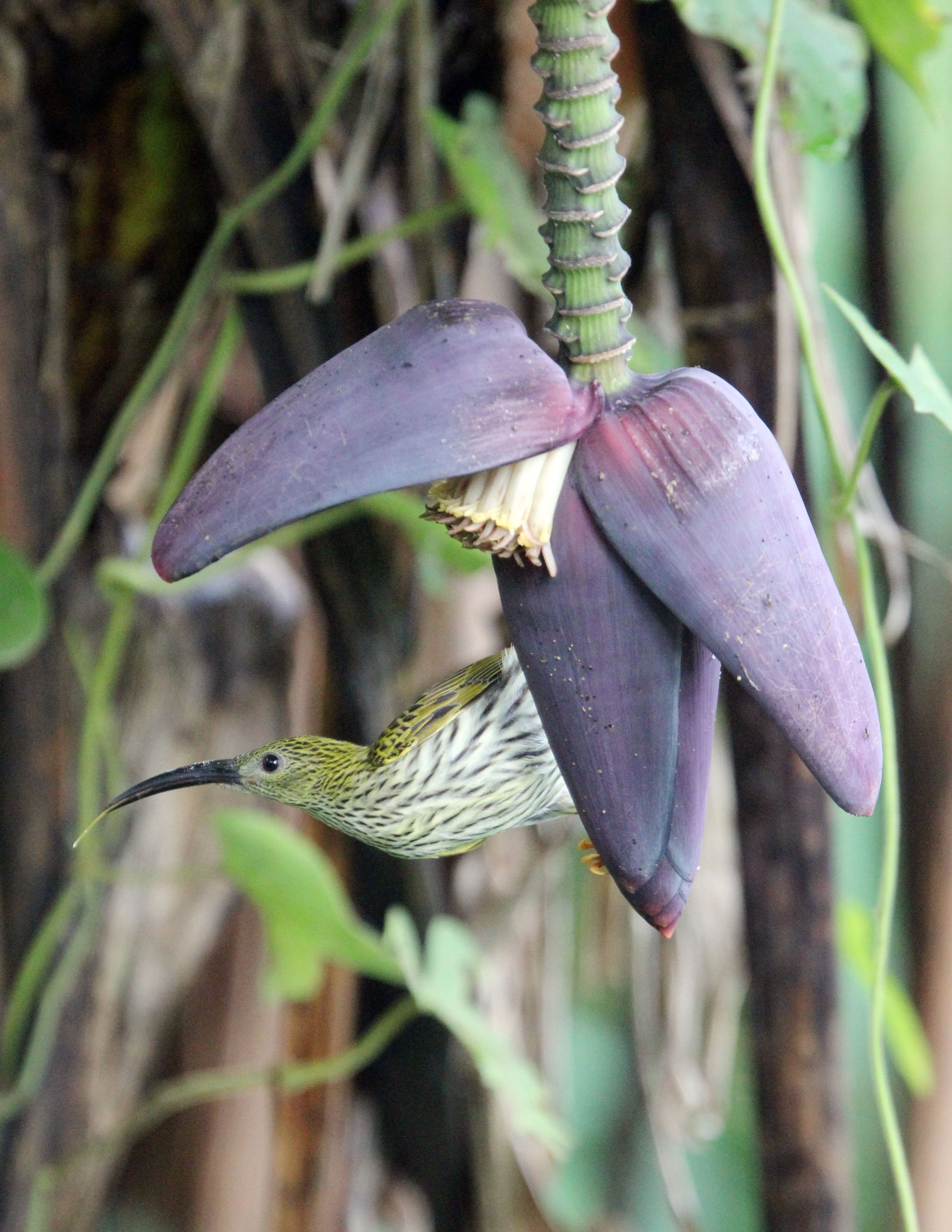 SPIDERHUNTER - STREAKED SPIDERHUNTER - Arachnothera magma - KAENG KRACHAN NATIONAL PARK THAILAND (23).JPG