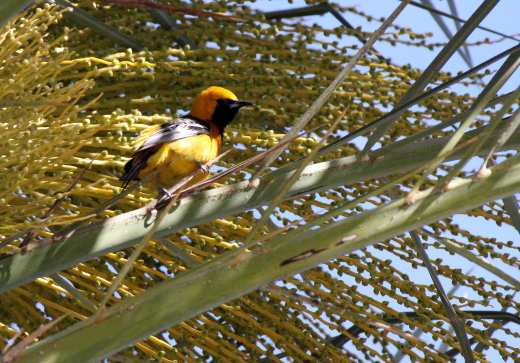Hooded Oriole (Icterus cucullatus) Loreto Baja Mexico (24).JPG