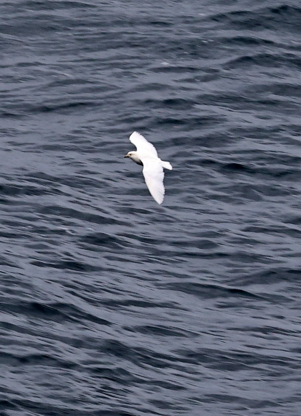 Snowy Sheathbill (Chionis albus) Puerto Pyramides, Valdes Peninsula, Chubut Province, Argentina (4).jpg