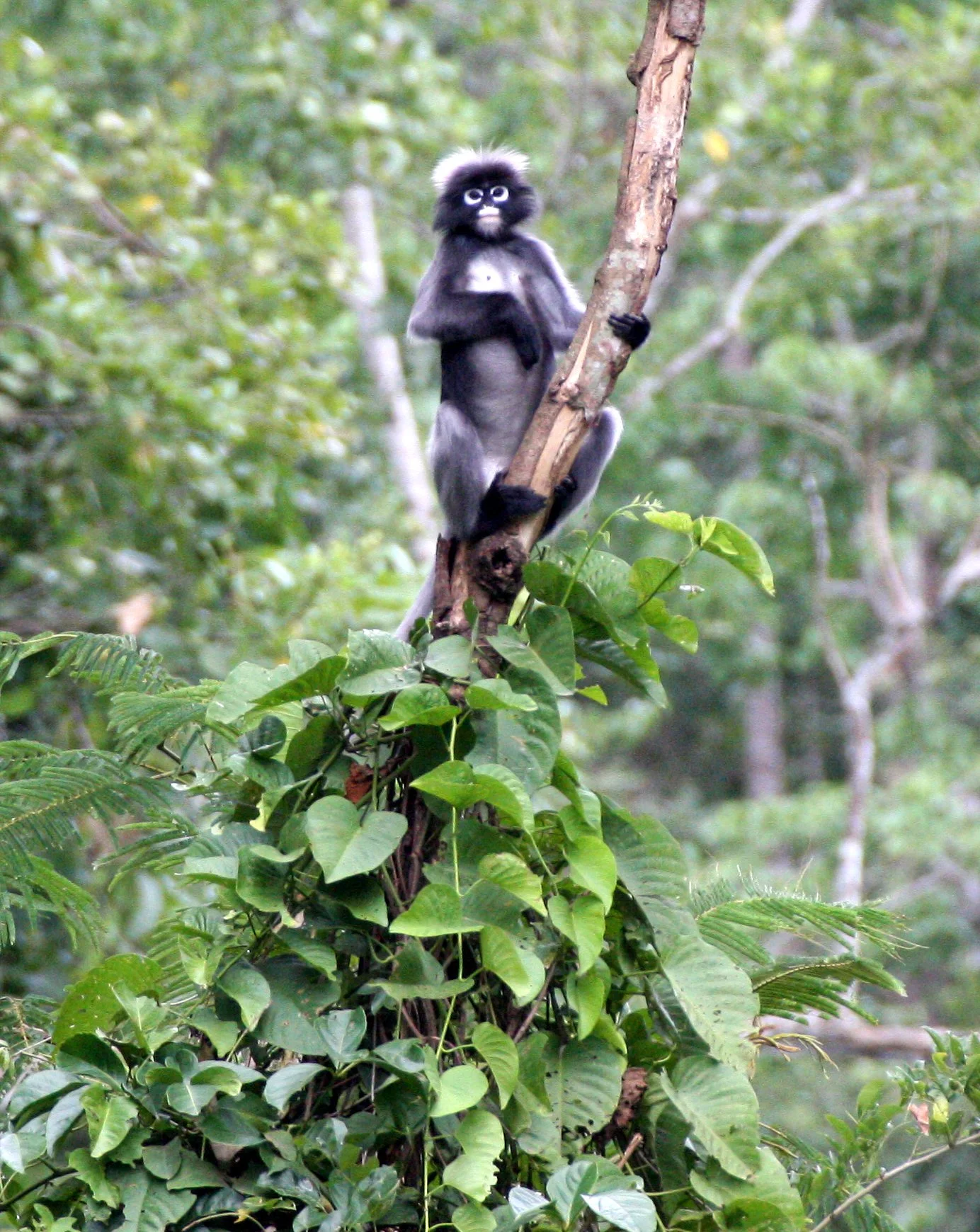 CERCOPITHECIDAE - Trachypithecus obscurus flavicauda - BLOND-TAILED (DUSKY) LANGUR - KAENG KRACHAN NAT'L PARK (32).JPG