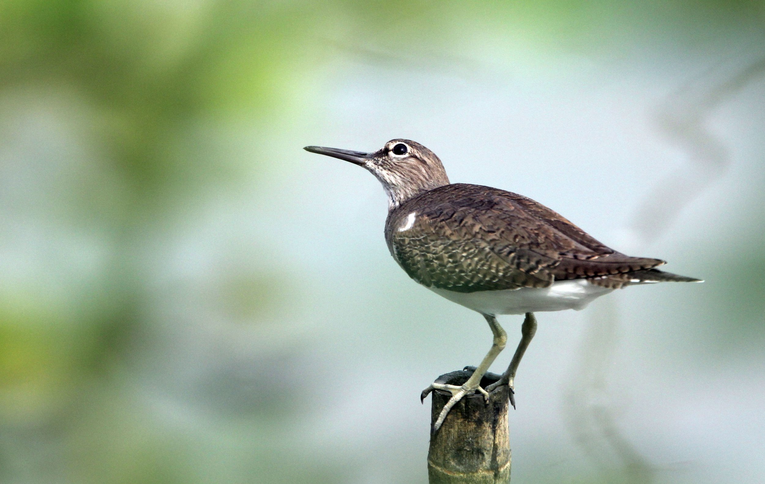 BIRD - SANDPIPER - COMMON SANDPIPER - KOK KHAM MACHACHAI - SALT PONDS - NEAR BANGKOK THAILAND (20).JPG