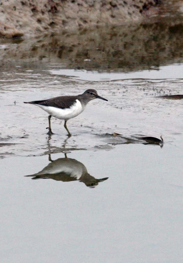 BIRD - SANDPIPER - COMMON SANDPIPER- YANCHENG CHINA (3).JPG