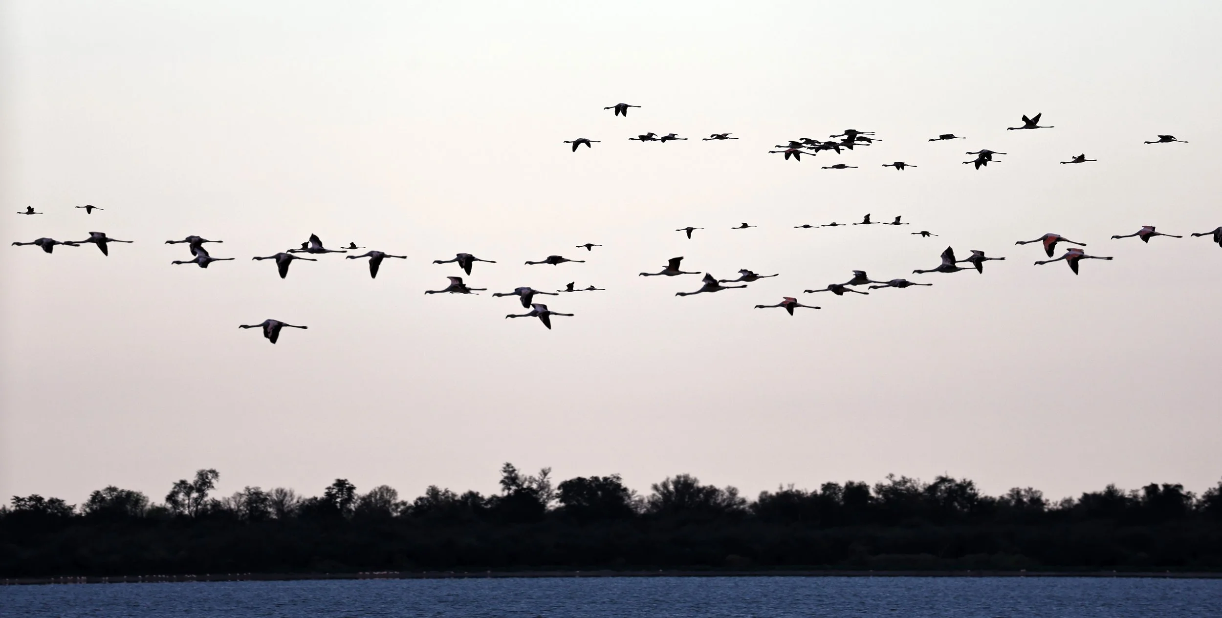 Chilean Flamingo (Phoenicopterus chilensis) Chaco Lodge & Laguna Salada Paraguay (106).jpg