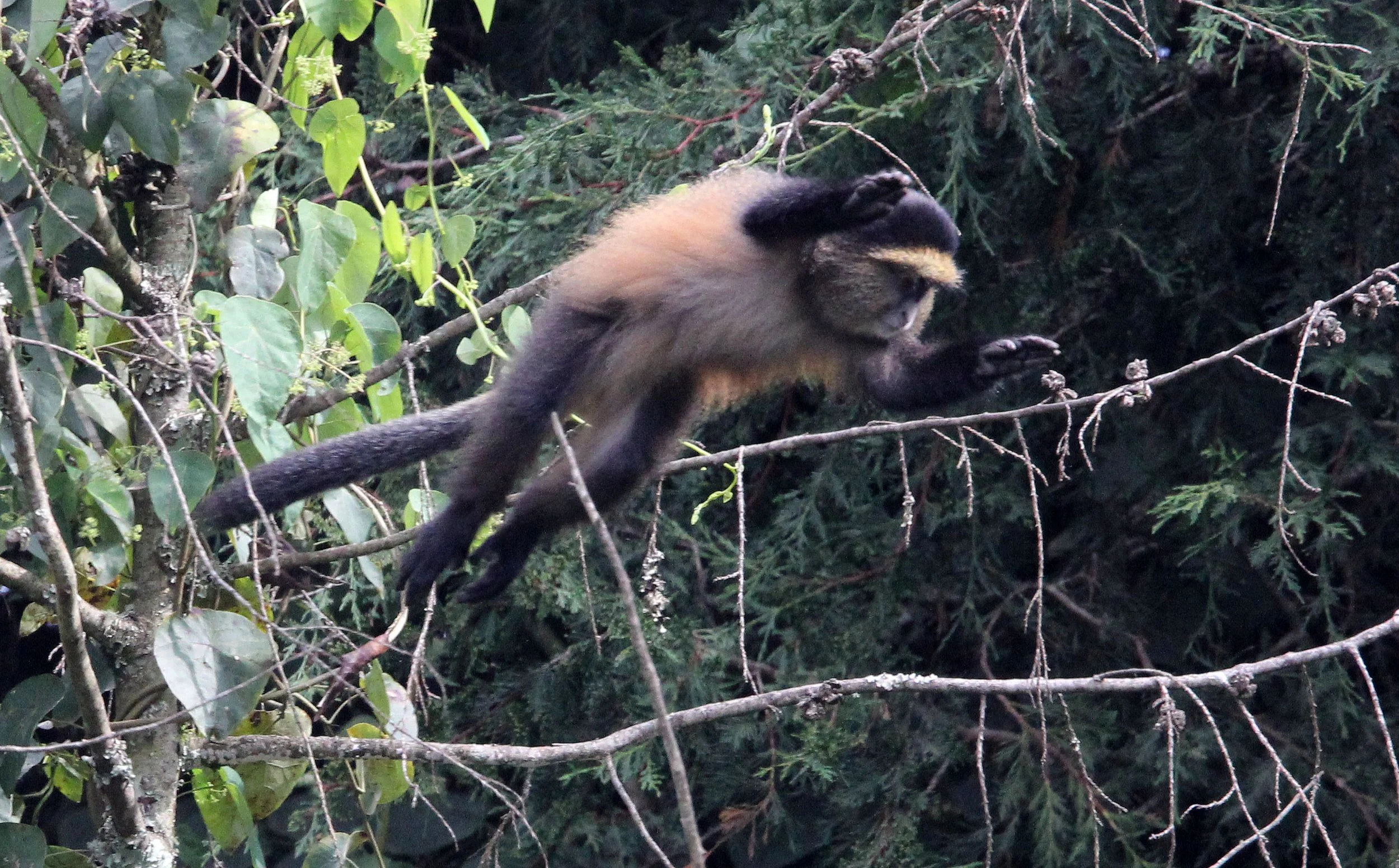 CERCOPITHECIDAE - Cercopithecus kandti - VIRUNGA GOLDEN MONKEY - PARK DU VULCANS RWANDA (412).JPG